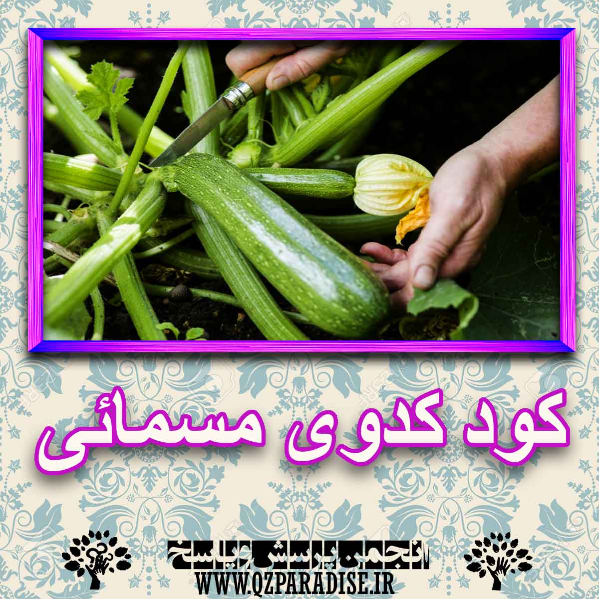 خواص استفاده از کود کدوی مسمائی را شرح دهید ؟ 6214af2c3f716ae938035fd5177129e943954988 227 - خواص استفاده از کود کدوی مسمائی را شرح دهید ؟