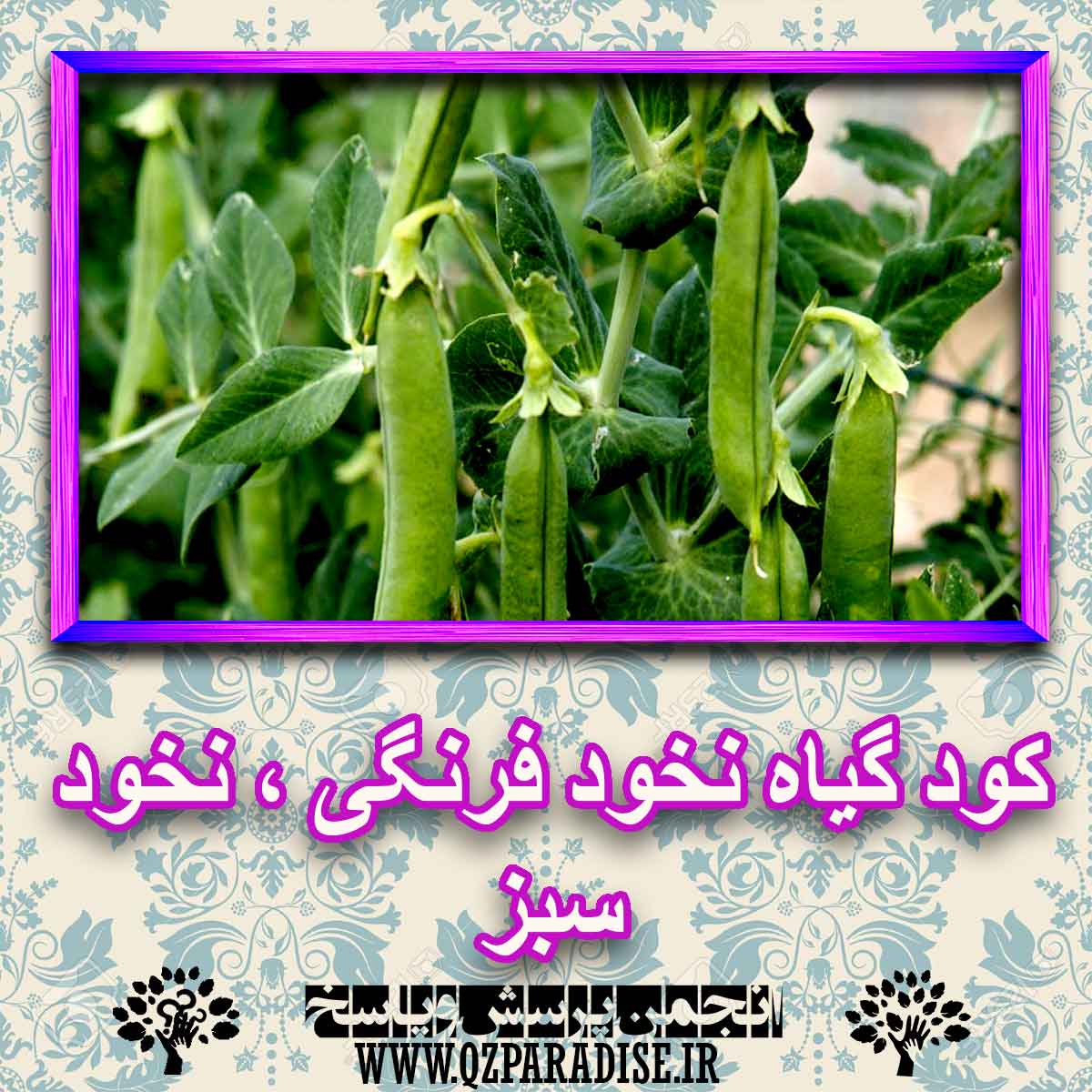 6265e64b087b7bf0af1413ce95a65ed7daadc2a7 227 - کود مناسب گیاه نخود فرنگی ، نخود سبز چیست و چه خاصیتی دارد؟