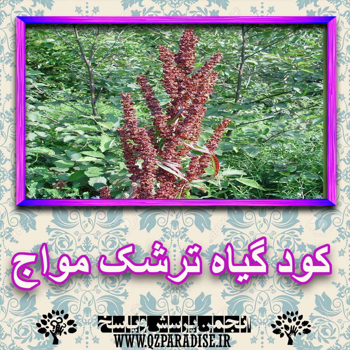 کود مناسب گیاه ترشک مواج چیست و چه خاصیتی دارد؟ 626cfb087cbddf57876f1211bb0b00399b17961c 227 - کود مناسب گیاه ترشک مواج چیست و چه خاصیتی دارد؟