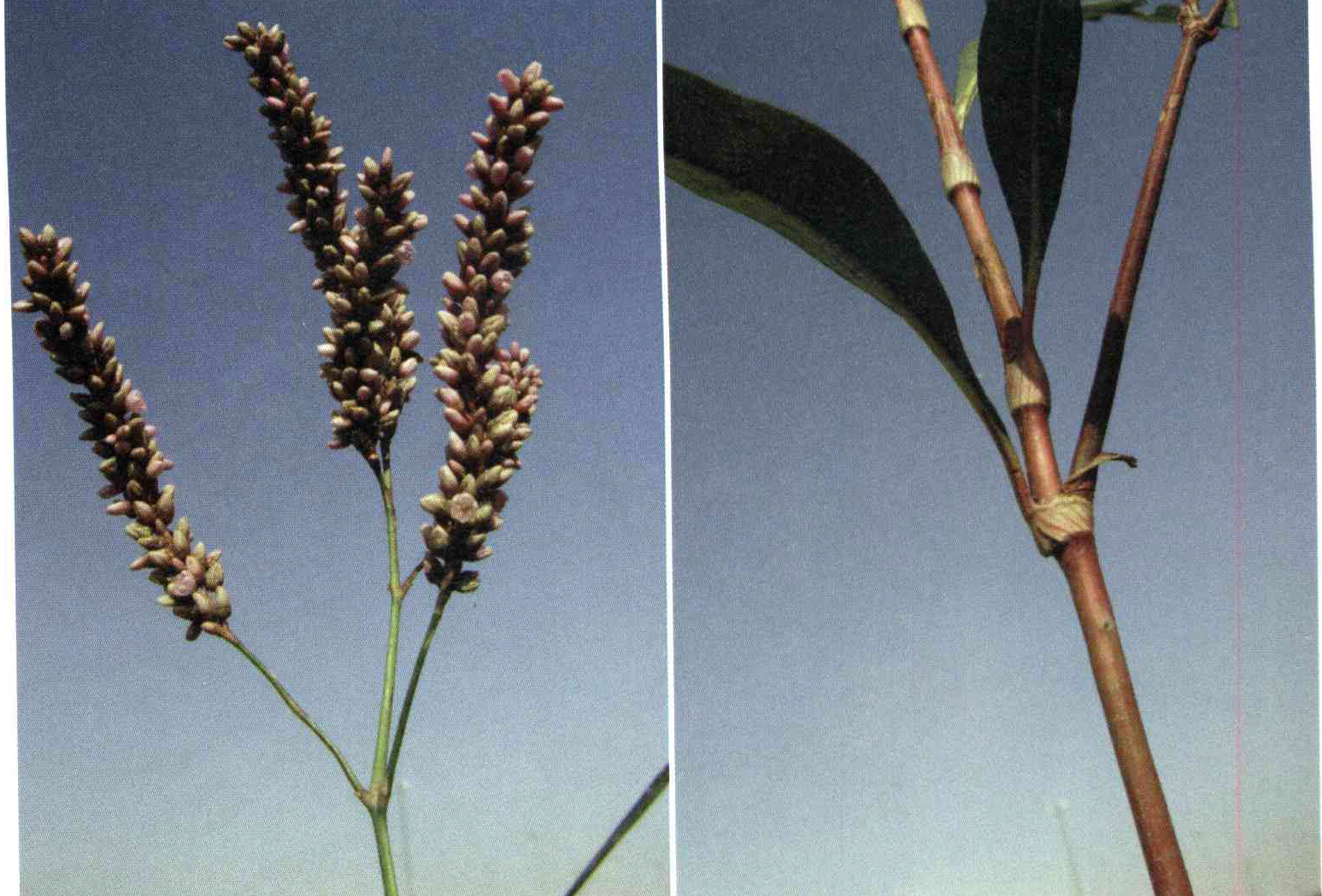 کود مناسب گیاه هفت بند بی کرک چیست و چه خاصیتی دارد؟ 62954afa2958259faa8c399ff8af0eeb3abec58d 14 - کود مناسب گیاه هفت بند بی کرک چیست و چه خاصیتی دارد؟