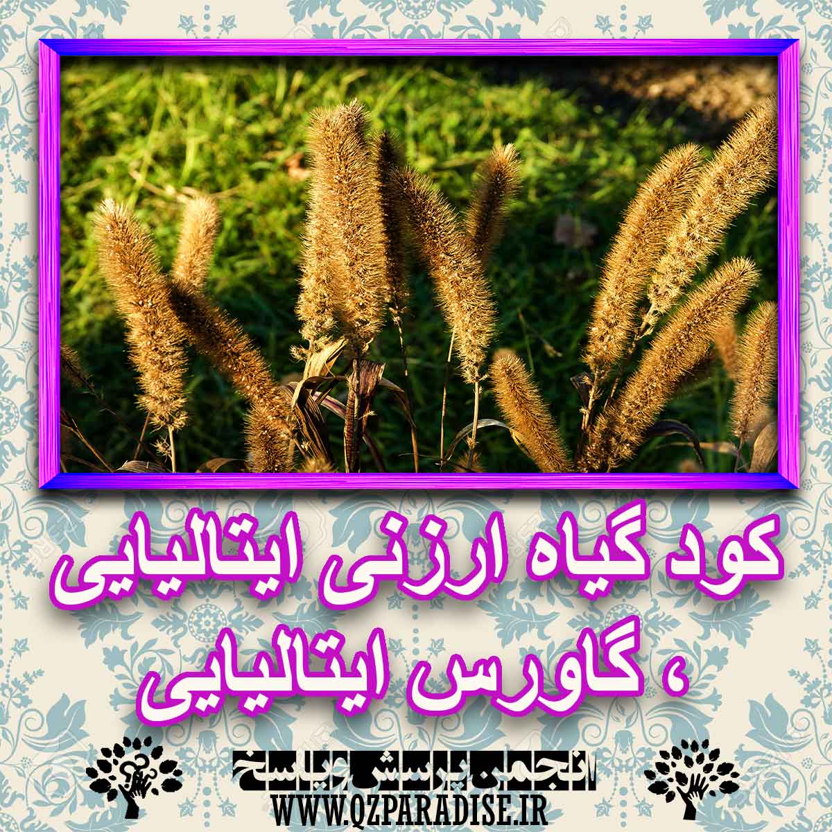 خواص استفاده از گیاه ارزنی ایتالیایی ، گاورس ایتالیایی را شرح دهید ؟ 629617d8645435786fba211836729315844de812 227 - خواص استفاده از گیاه ارزنی ایتالیایی ، گاورس ایتالیایی را شرح دهید ؟