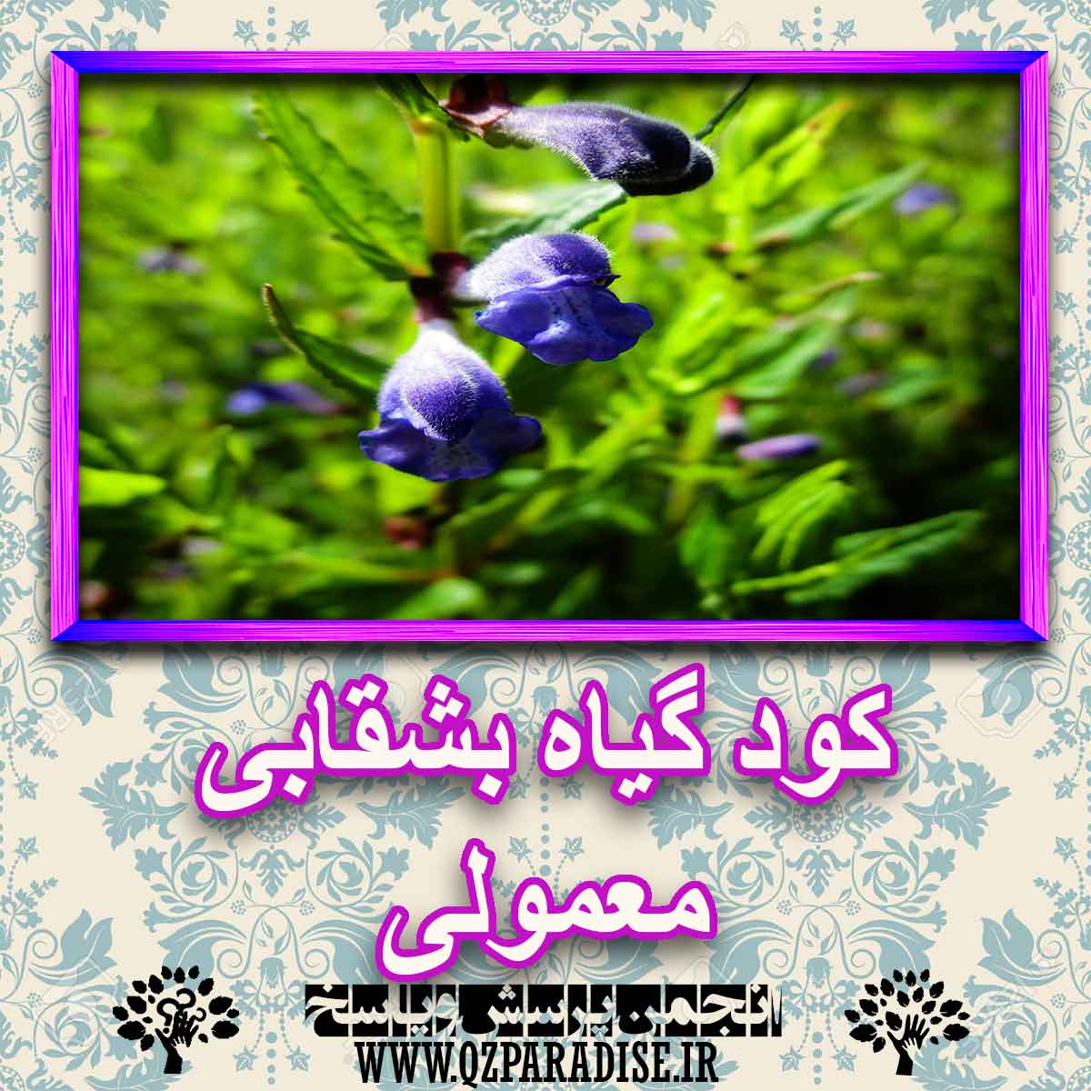 خواص استفاده از گیاه بشقابی معمولی را شرح دهید ؟ 63561274c9c81c649efe3674a5a13dd45d09762e 227 - خواص استفاده از گیاه بشقابی معمولی را شرح دهید ؟