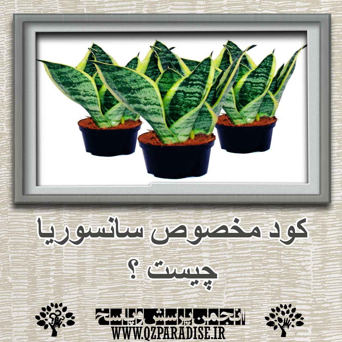 6379bc25f5d3ba68f20d94cafc0ae9764e835b0d 291 - کود مخصوص سانسوریا چیست؟