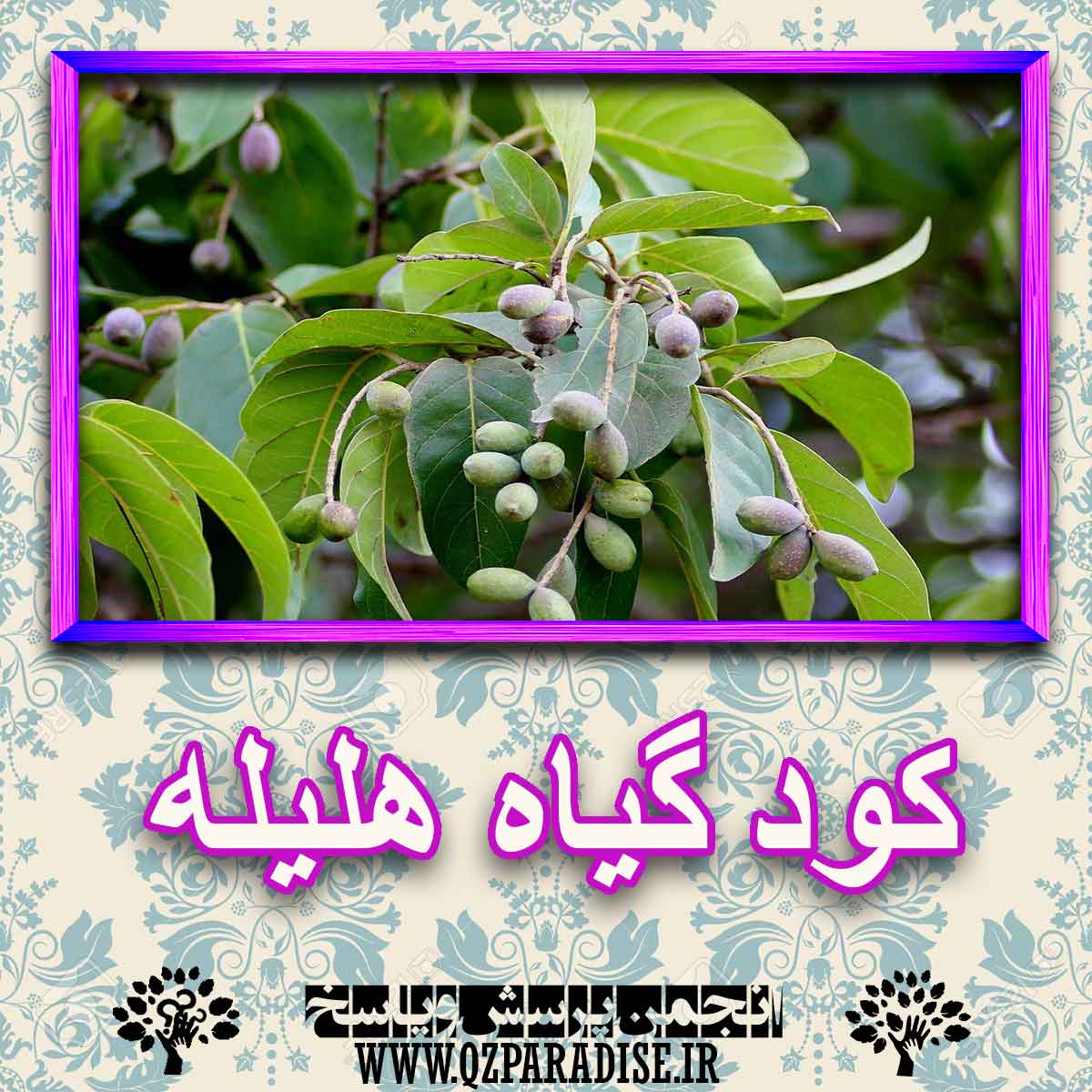 کود مناسب گیاه هلیله چیست و چه خاصیتی دارد؟ 643c989c1fdf6607c262ed206b3ca0465b33e2b7 227 - کود مناسب گیاه هلیله چیست و چه خاصیتی دارد؟