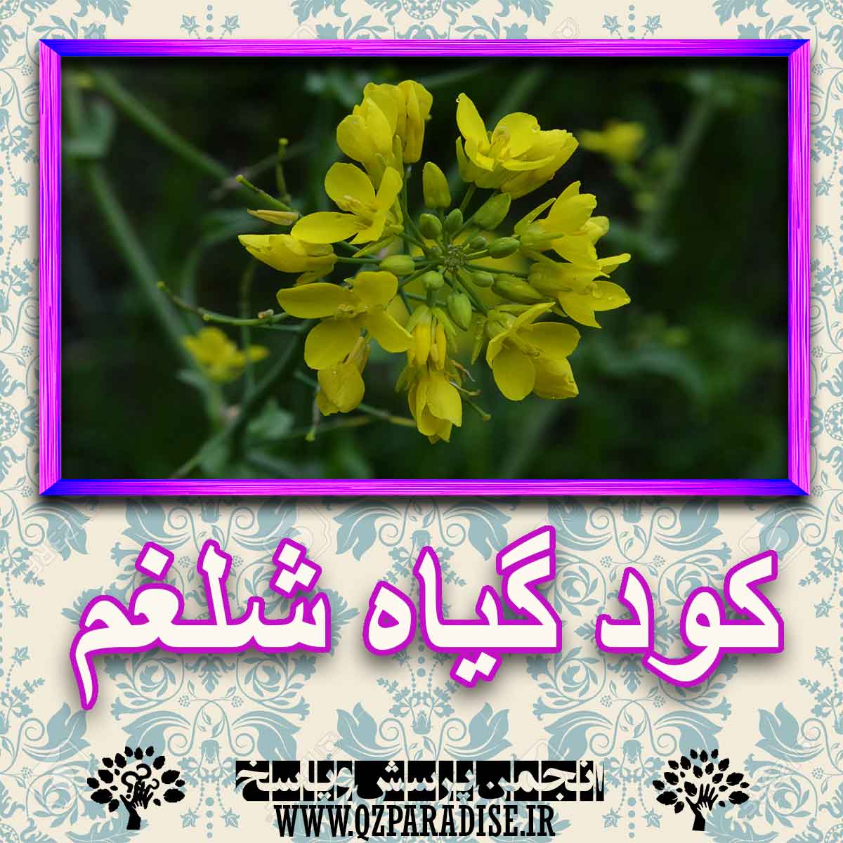 خواص استفاده از کود گیاه شلغم شرح دهید ؟ 657273cd8acb1cc59a9ad96f961e160750d8f14b 227 - خواص استفاده از کود گیاه شلغم شرح دهید ؟