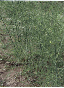 خواص استفاده از گیاه مارچوبه هلیون را شرح دهید ؟ 657fabea49f1af4995d2e1cb0094824907de7f98 358 - خواص استفاده از گیاه مارچوبه هلیون را شرح دهید ؟