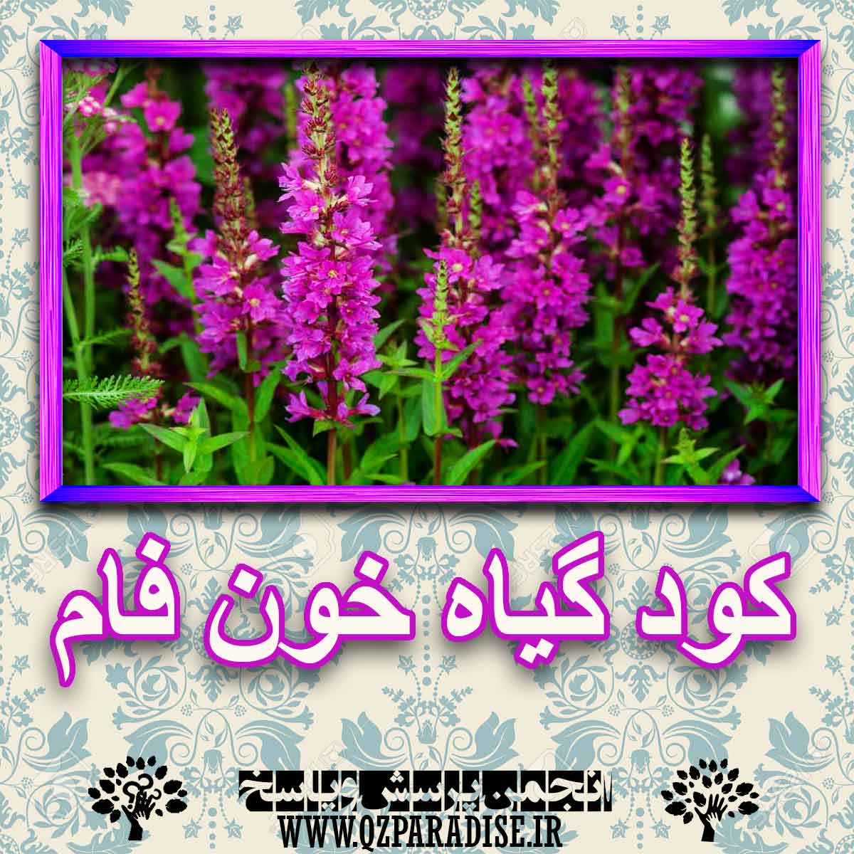 خواص استفاده از گیاه-خون-فام را شرح دهید ؟ 65ab0688c5341df8b50ab9c25e3984ed8e40feaa 227 - خواص استفاده از گیاه-خون-فام را شرح دهید ؟