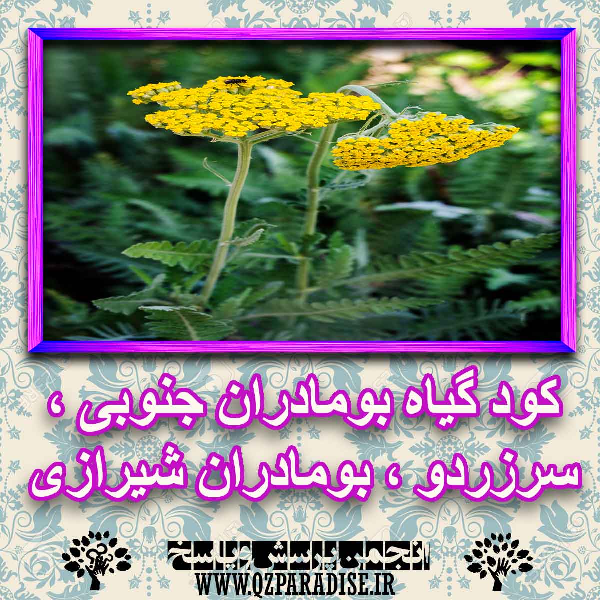 خواص استفاده از کود گیاه بومادران جنوبی ، سرزردو ، بومادران شیرازی را شرح دهید ؟ 681b063b33f48b4c742d1819183c1312ba0a9817 227 - خواص استفاده از کود گیاه بومادران جنوبی ، سرزردو ، بومادران شیرازی را شرح دهید ؟