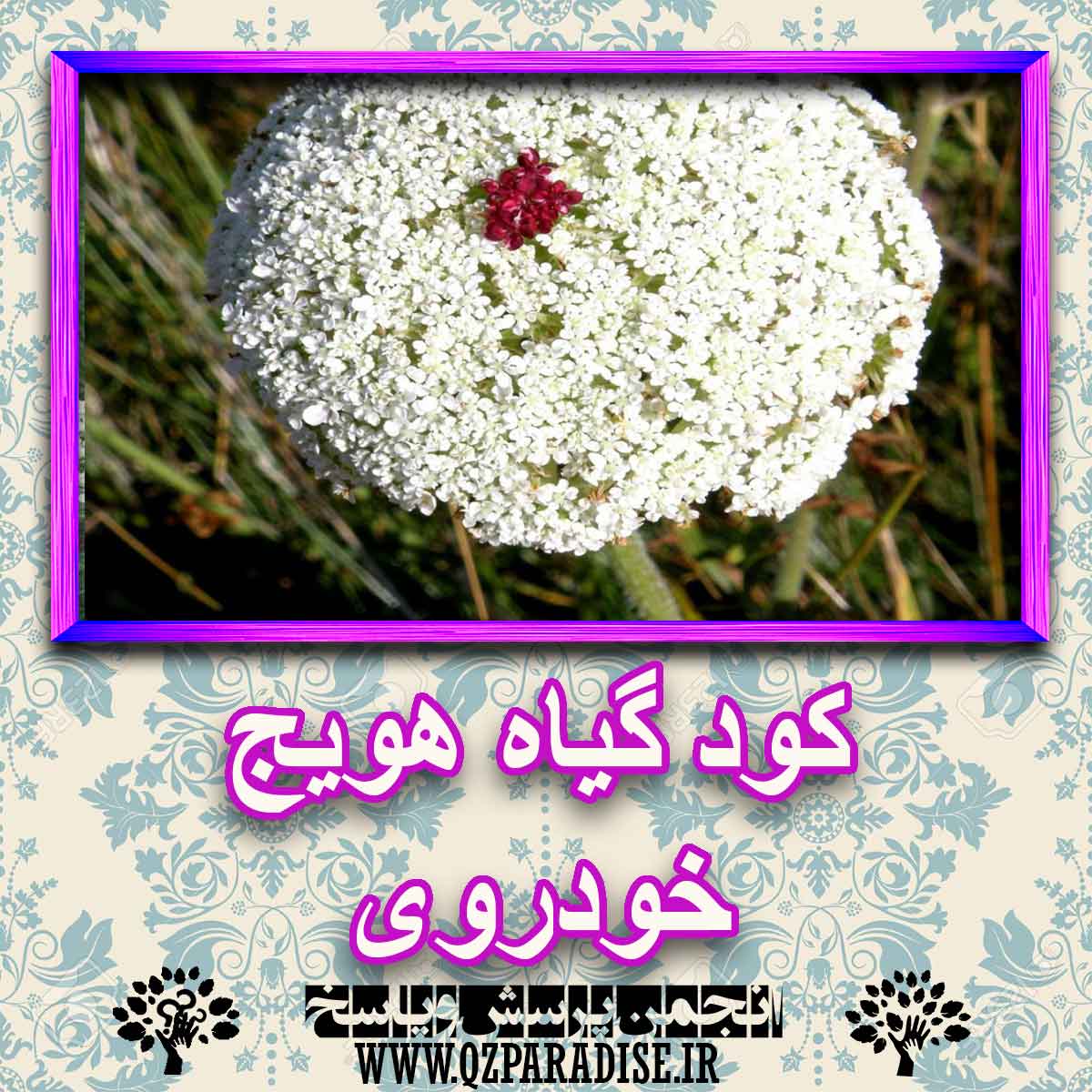 کود مناسب گیاه هویج خودروی چیست و چه خاصیتی دارد؟ 682fb213a17aa136ce4bcdbf153fb97bbf317c8d 227 - کود مناسب گیاه هویج خودروی چیست و چه خاصیتی دارد؟