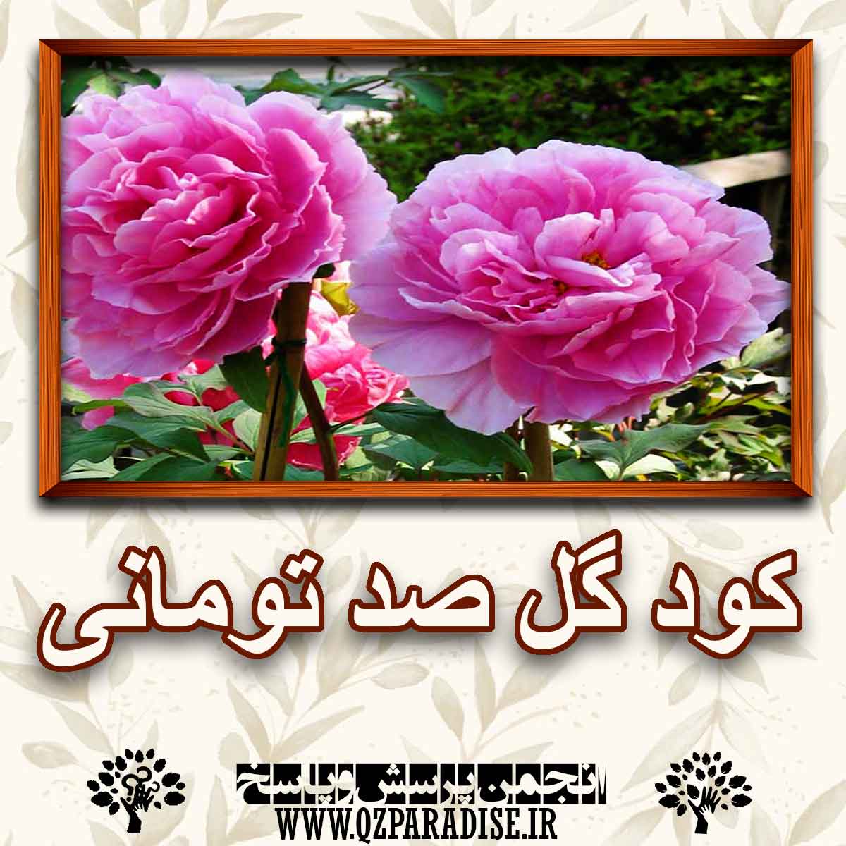 خواص و فواید کود گل صد تومانی را به طور کامل شرح دهید ؟ 6852598ad2efc36946d7059d00fbd17060ed65c2 227 - خواص و فواید کود گل صد تومانی را به طور کامل شرح دهید ؟