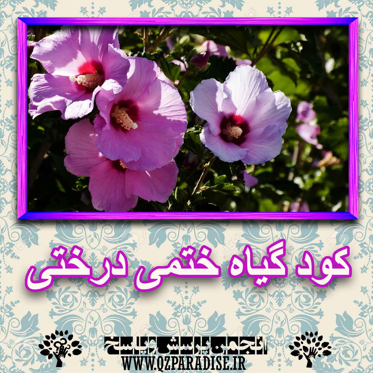 6861f0686c7f22f1a07d20635ff3a4dd6881606a 227 - خواص استفاده از گیاه-ختمی-درختی را شرح دهید ؟