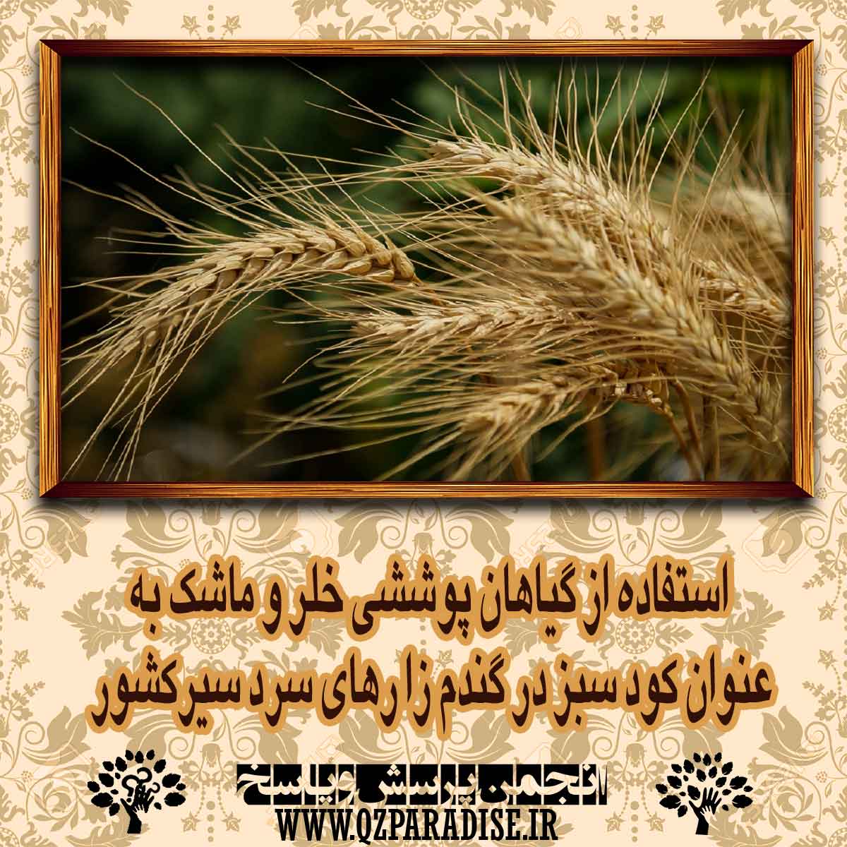 استفاده از گیاهان پوششی خلر و ماشک به عنوان کود سبز در گندم زا رهای سرد سیرکشور را شرح دهید . 6866d031f5d052ddc598f508a3da1742ad2187bc 14 - استفاده از گیاهان پوششی خلر و ماشک به عنوان کود سبز در گندم زا رهای سرد سیرکشور را شرح دهید .