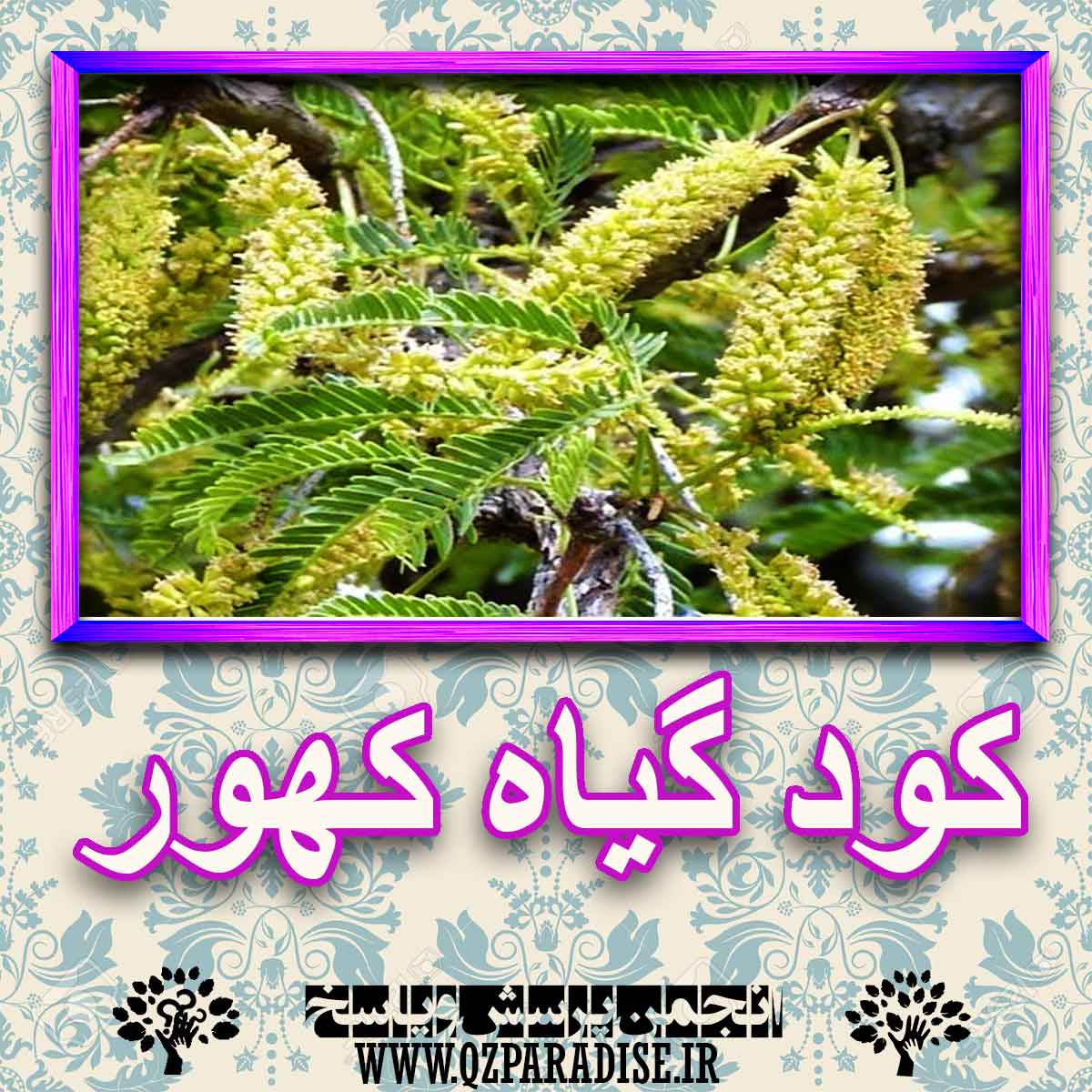 خواص استفاده از گیاه-کهور را شرح دهید ؟ 68fd058732df779772ea8c181f6437f15aa1644a 227 - خواص استفاده از گیاه-کهور را شرح دهید ؟