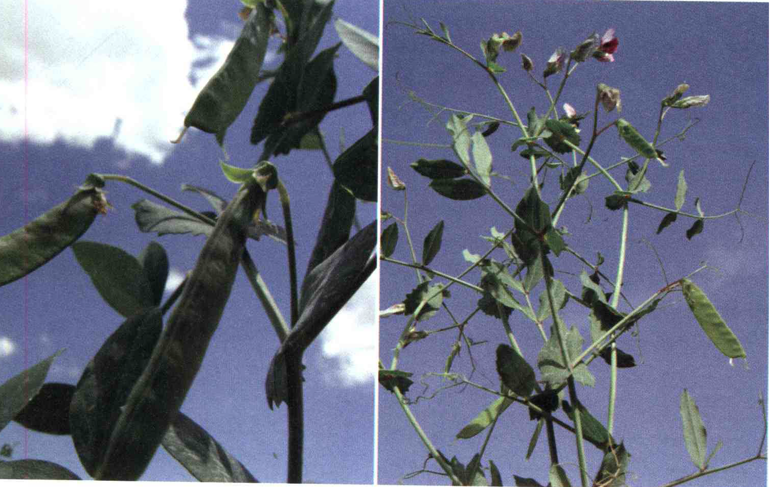 693c06e6a526f6aa093528a3b82ed3f29f0633f7 14 - کود مناسب گیاه نخود فرنگی ، نخود سبز چیست و چه خاصیتی دارد؟