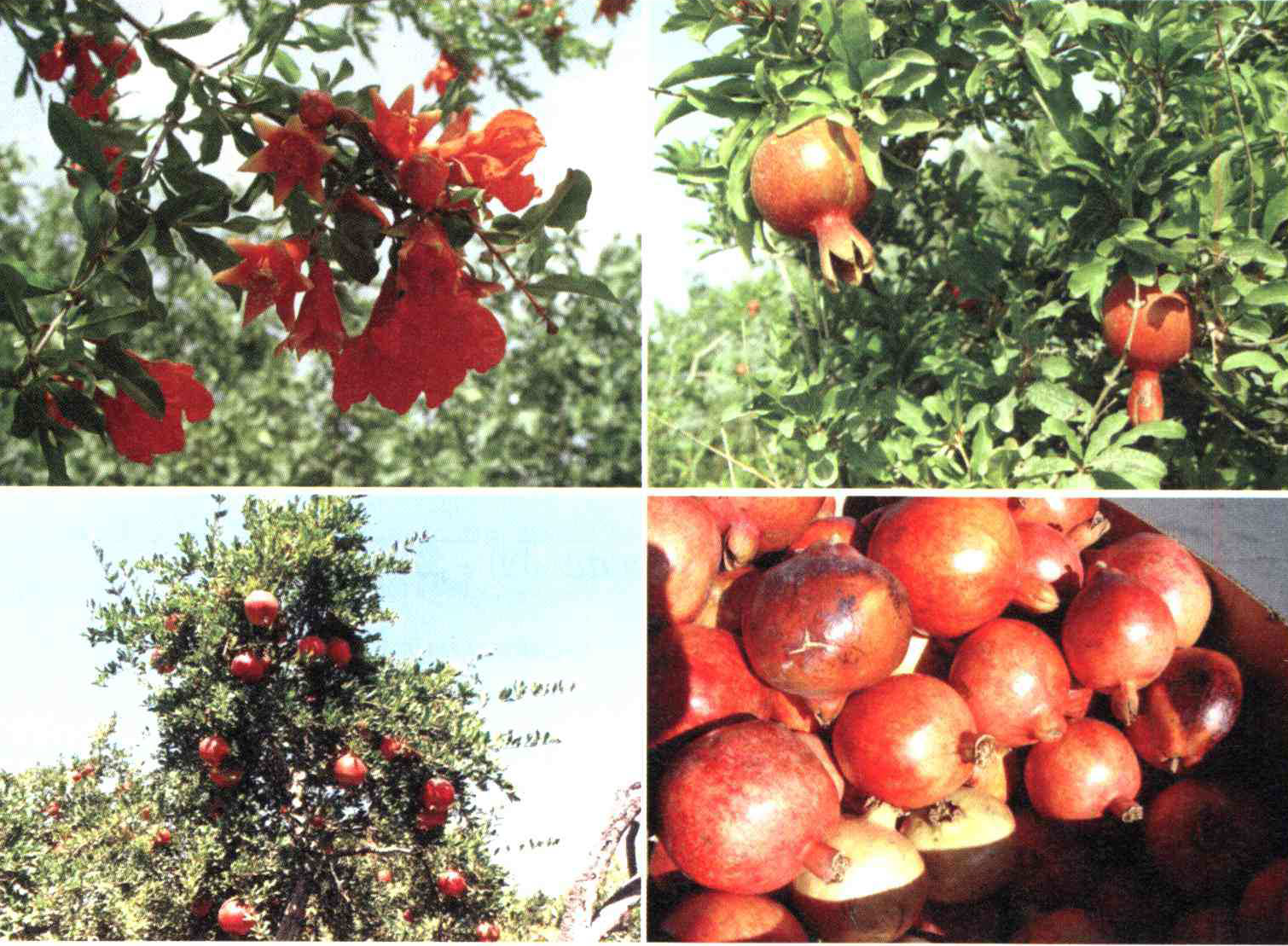 کود مناسب گیاه انار چیست و چه خاصیتی دارد؟ 69975815c0d6f1b06c9fa341d1ce94b0c9f9eccb 14 - کود مناسب گیاه انار چیست و چه خاصیتی دارد؟