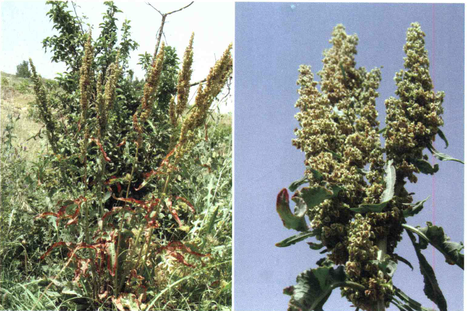 کود مناسب گیاه ترشک مواج چیست و چه خاصیتی دارد؟ 69d100dd356ef2e6074cedd8935d83330d372a60 14 - کود مناسب گیاه ترشک مواج چیست و چه خاصیتی دارد؟