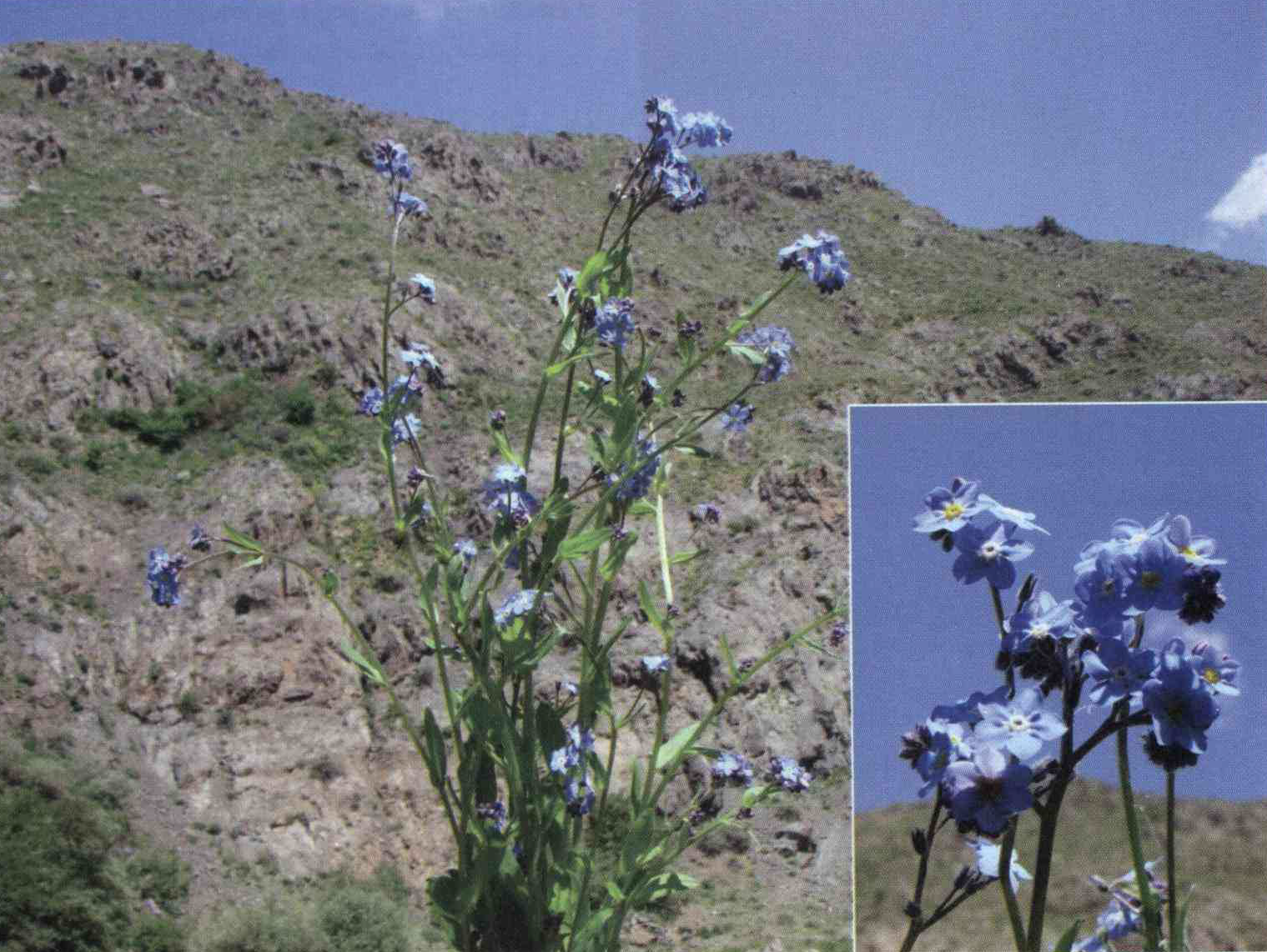 خواص استفاده از کود گیاه سنگدانه خزنده شرح دهید ؟ 6a12cb0d2f80d9c0b47e21ab4c47f1d6c0d7a6f4 14 - خواص استفاده از کود گیاه سنگدانه خزنده شرح دهید ؟