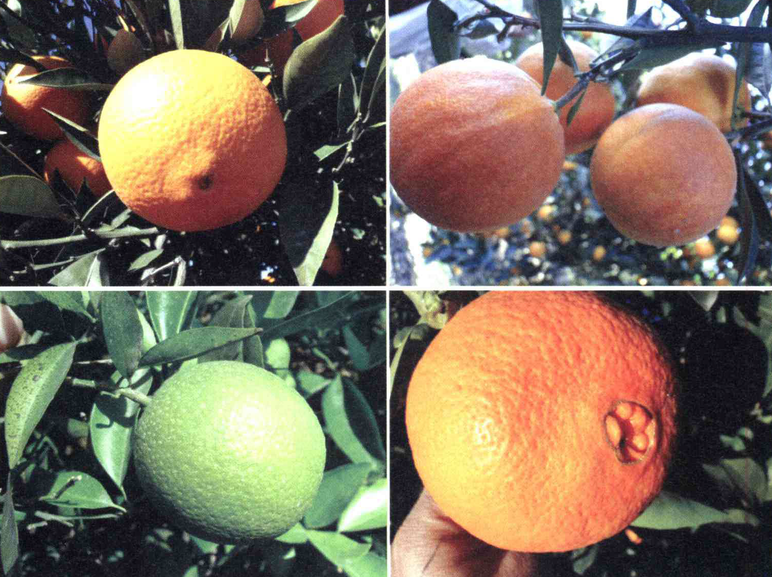 کود مناسب گیاه پرتقال چیست و چه خاصیتی دارد؟ 6aff4e5c7e192c2b755b328a208efa97450a0b36 14 - کود مناسب گیاه پرتقال چیست و چه خاصیتی دارد؟