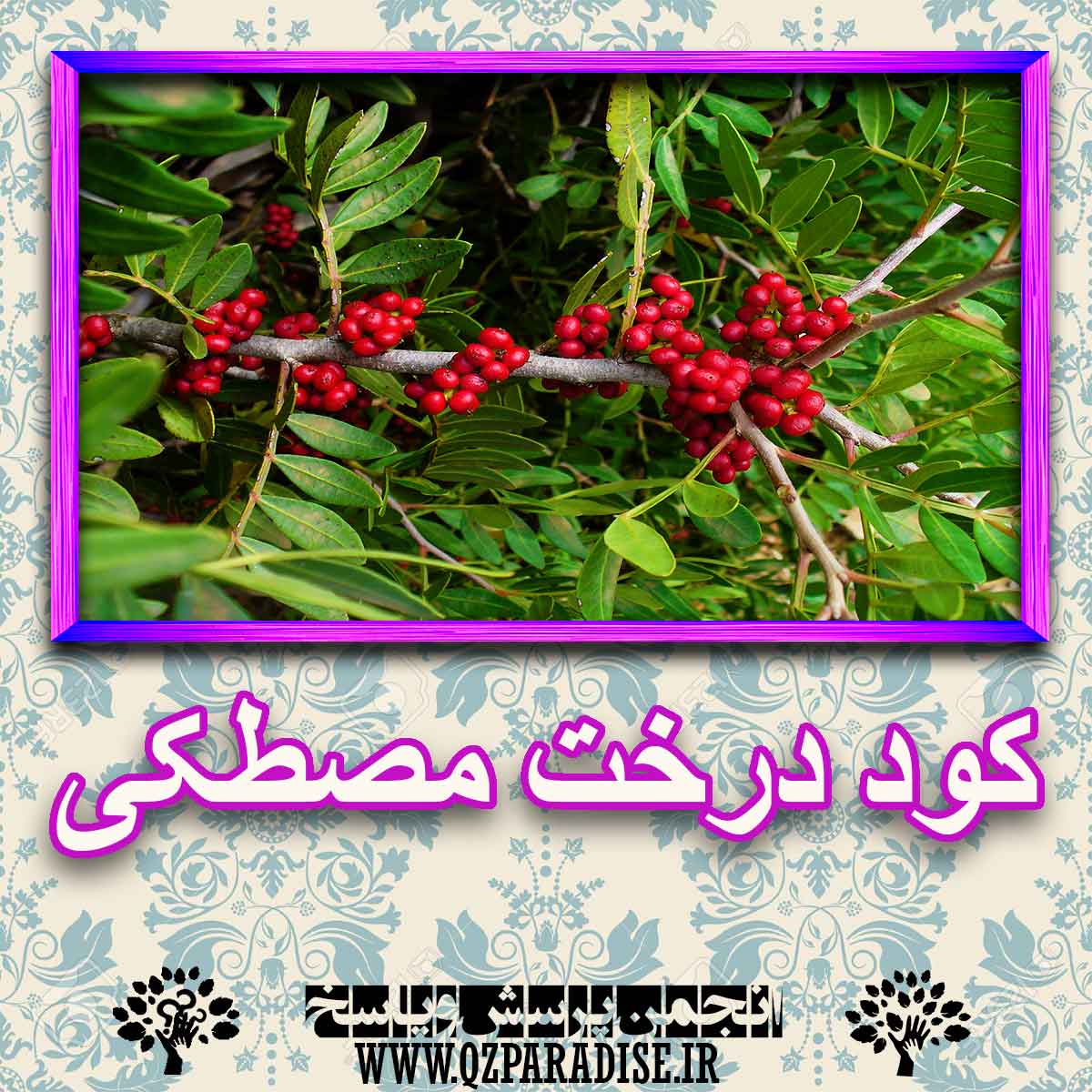 خواص استفاده از کود درخت مصطکی را شرح دهید ؟ 6b1bd5c62896c300cefc81c4e40e207f9ec2a9d3 227 - خواص استفاده از کود درخت مصطکی را شرح دهید ؟