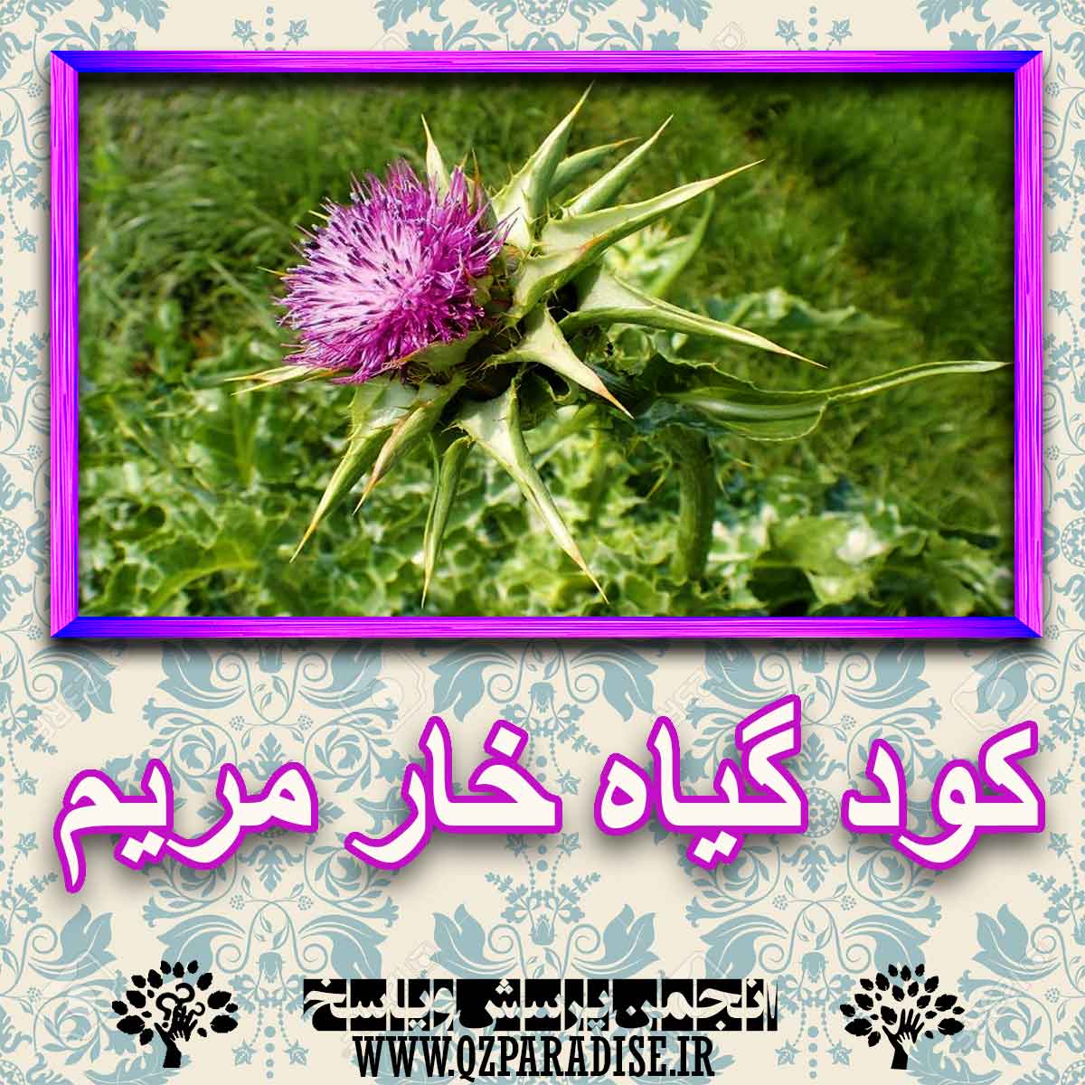 خواص استفاده از کود گیاه خار مریم را شرح دهید ؟ 6b7ad74e5dce82b0aa33d92f9c5b587188a1f6dd 227 - خواص استفاده از کود گیاه خار مریم را شرح دهید ؟