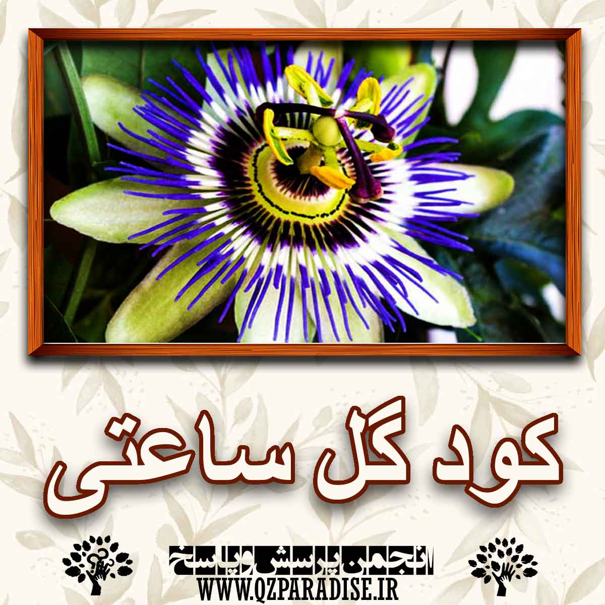 6b7ba928a24d2e1b446821b22606bd21b4411257 227 - خواص و فواید کود گل ساعتی را شرح دهید ؟