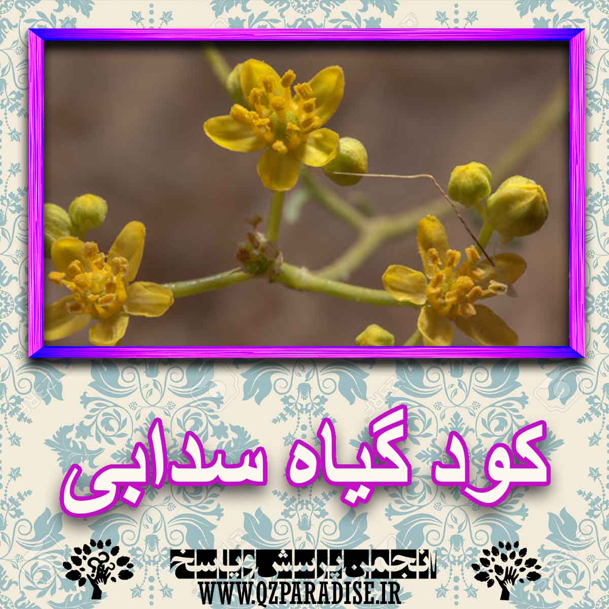 کود مناسب گیاه سدابی چیست و چه خاصیتی دارد؟ 6c59be43d48b0c81bd207c661b4961f0bf4f6bd5 227 - کود مناسب گیاه سدابی چیست و چه خاصیتی دارد؟