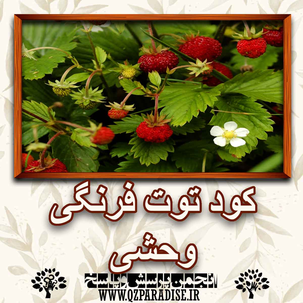 6cc7ffb4b0960095fb2f2f3c040cf10d786e253e 147 - کود مناسب گیاه توت فرنگی وحشی  را شرح دهید ؟