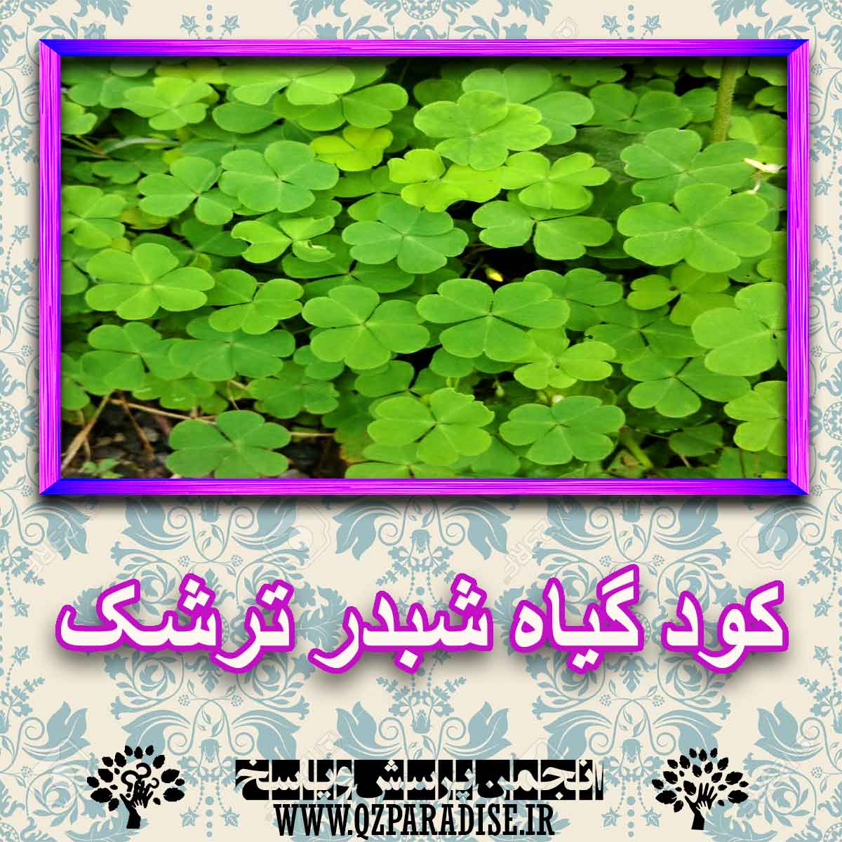 خواص استفاده از گیاه-شبدر-ترشک را شرح دهید ؟ 6d823d62cc7ac849ad56d303e78fe4bd307d4034 227 - خواص استفاده از گیاه-شبدر-ترشک را شرح دهید ؟