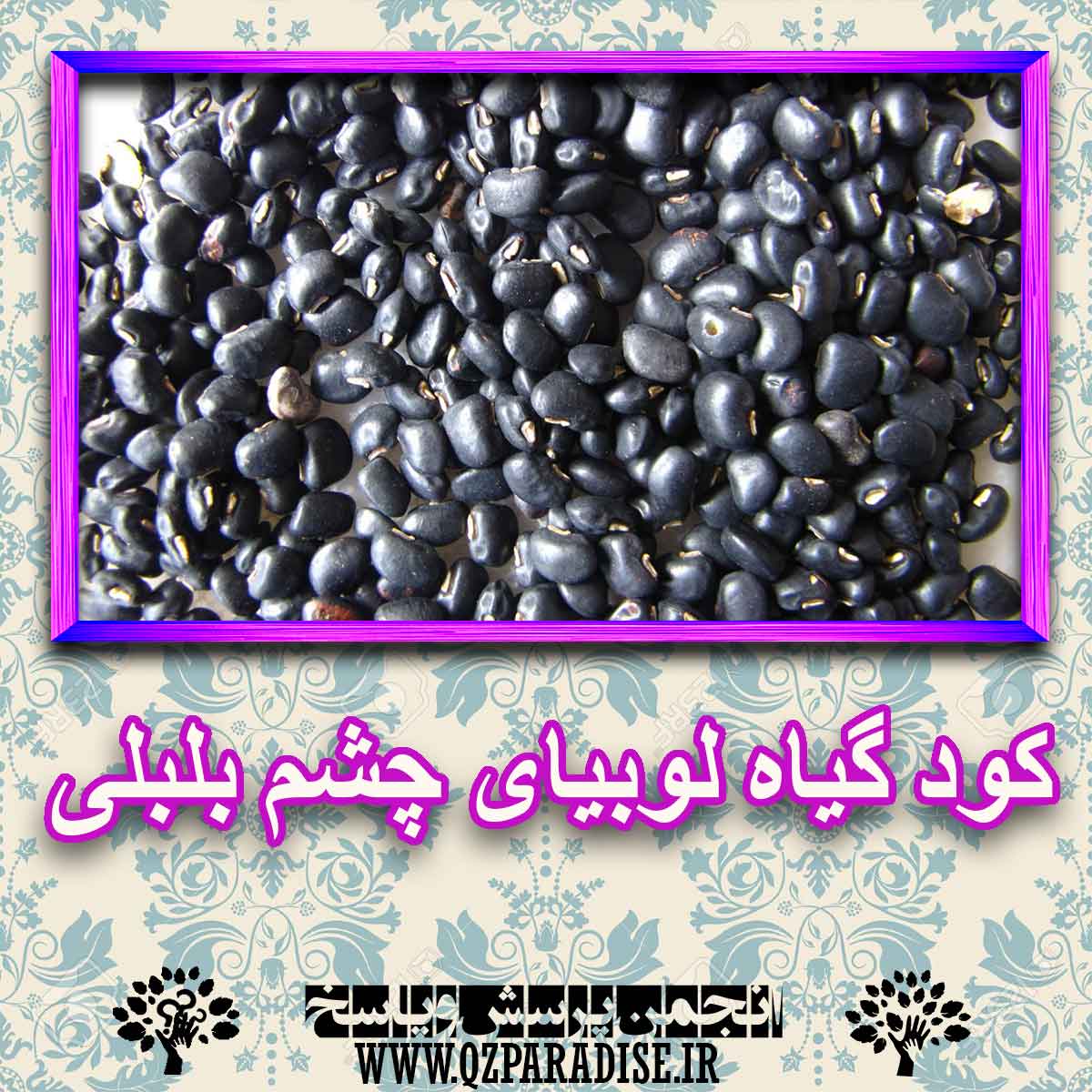 کود مناسب گیاه لوبیای چشم بلبلی چیست و چه خاصیتی دارد؟ 6d923ca7e4a09a5aea9c281fd3852a814dc318ae 227 - کود مناسب گیاه لوبیای چشم بلبلی چیست و چه خاصیتی دارد؟