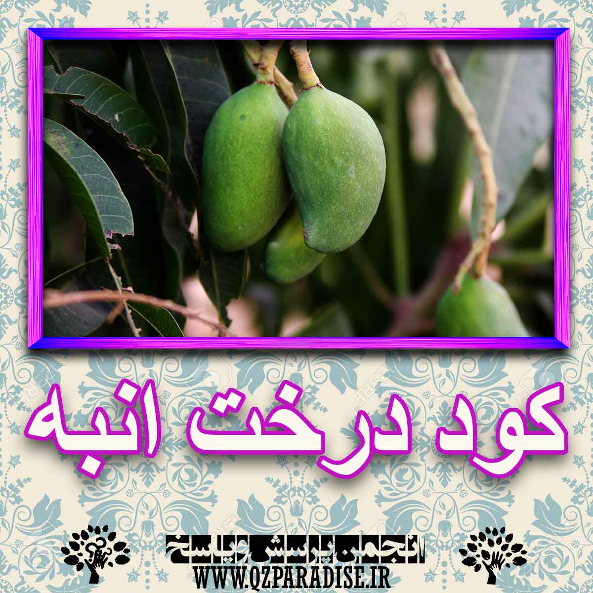 خواص استفاده از کود درخت انبه را شرح دهید ؟ 6e49c6e79f0487e64cb5ae9f0ea83a84fadcaacd 227 - خواص استفاده از کود درخت انبه را شرح دهید ؟
