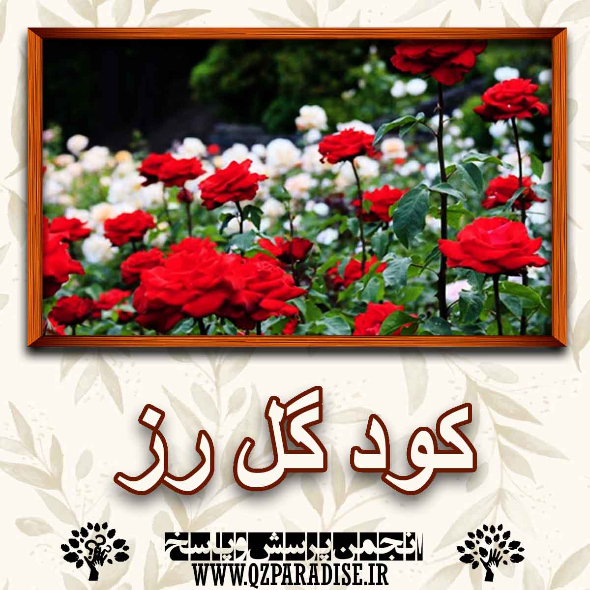 خواص و فواید کود گل رز را شرح دهید ؟ 6e785a290ba5cd036b7c96da6dabde94d6449bbc 227 - خواص و فواید کود گل رز را شرح دهید ؟