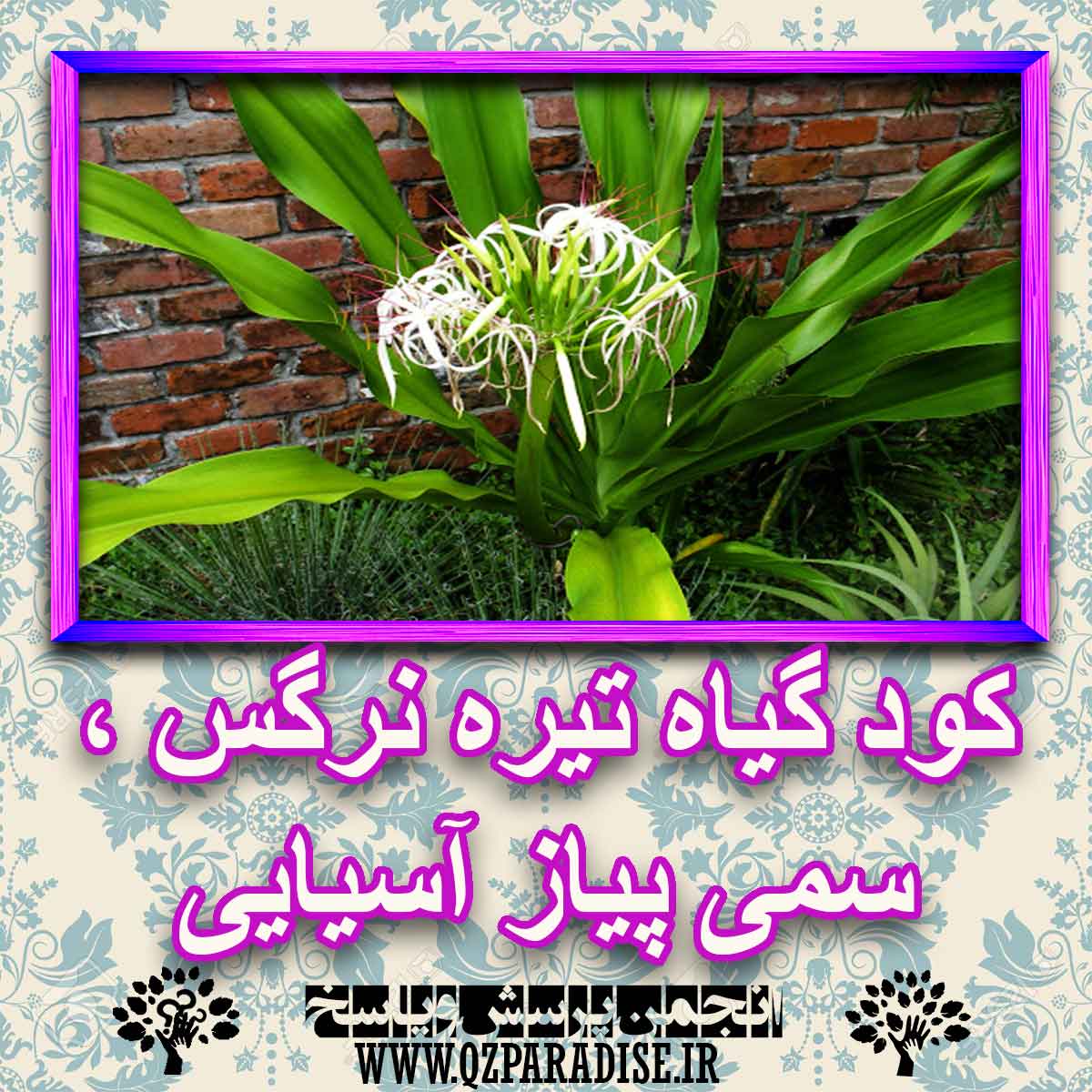 خواص استفاده از کود گیاه تیره نرگس ، سمی پیاز آسیایی را شرح دهید ؟ 6e82e8dd09777f4b327312533c0fb22e87fbfee2 227 - خواص استفاده از کود گیاه تیره نرگس ، سمی پیاز آسیایی را شرح دهید ؟