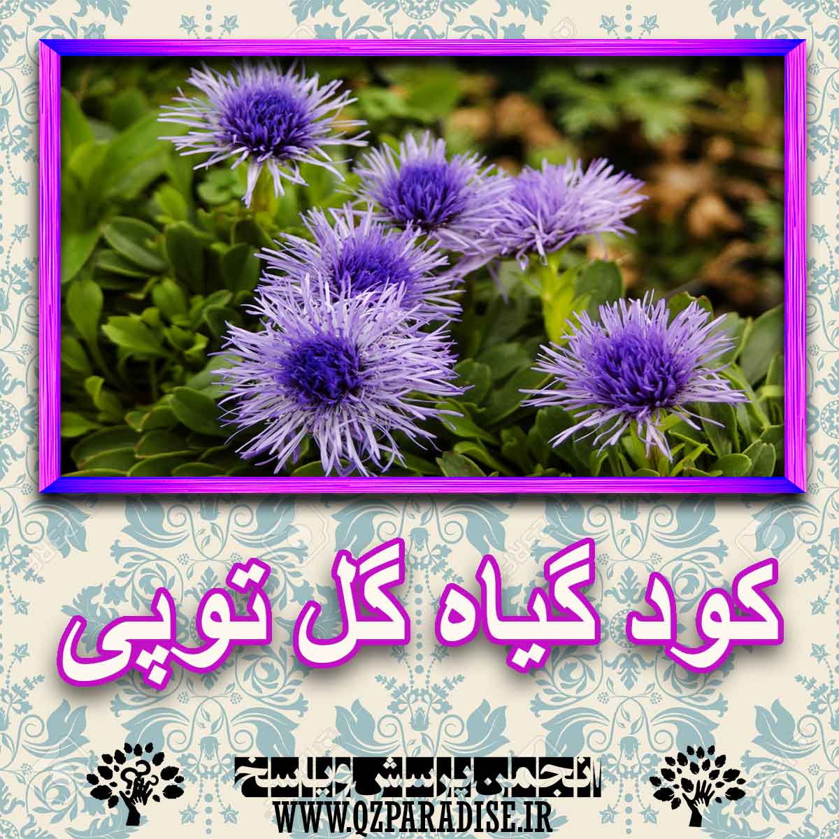 خواص استفاده از - گیاه-گل-توپی را شرح دهید ؟ 7024aa11e8b0ec4e313a6bdabed8b1b21b58171f 227 - خواص استفاده از - گیاه-گل-توپی را شرح دهید ؟