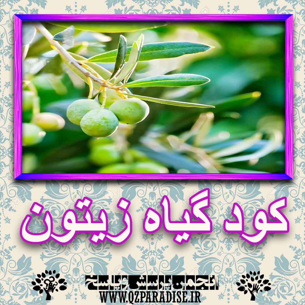 خواص استفاده از گیاه-زیتون را شرح دهید ؟ 70501d63f92a8c0ea1d9a04f63d0ee39b213a31a 227 - خواص استفاده از گیاه-زیتون را شرح دهید ؟