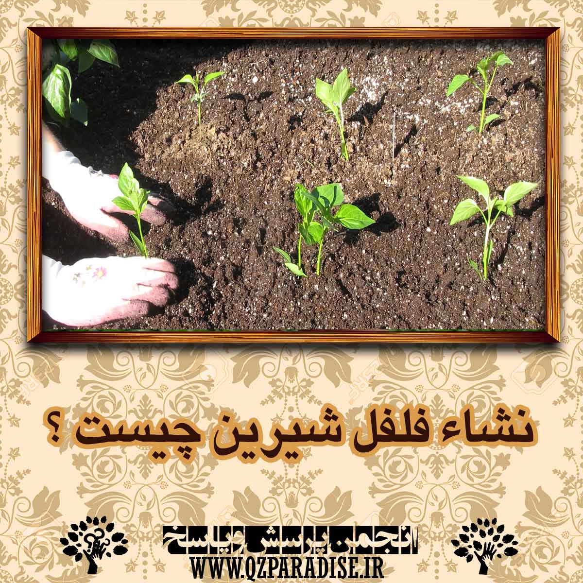 707eadb5566ff8f12a3c0efae41c3cdab2bcef44 14 - نشاء فلفل شیرین چیست ؟ توضیح دهید .