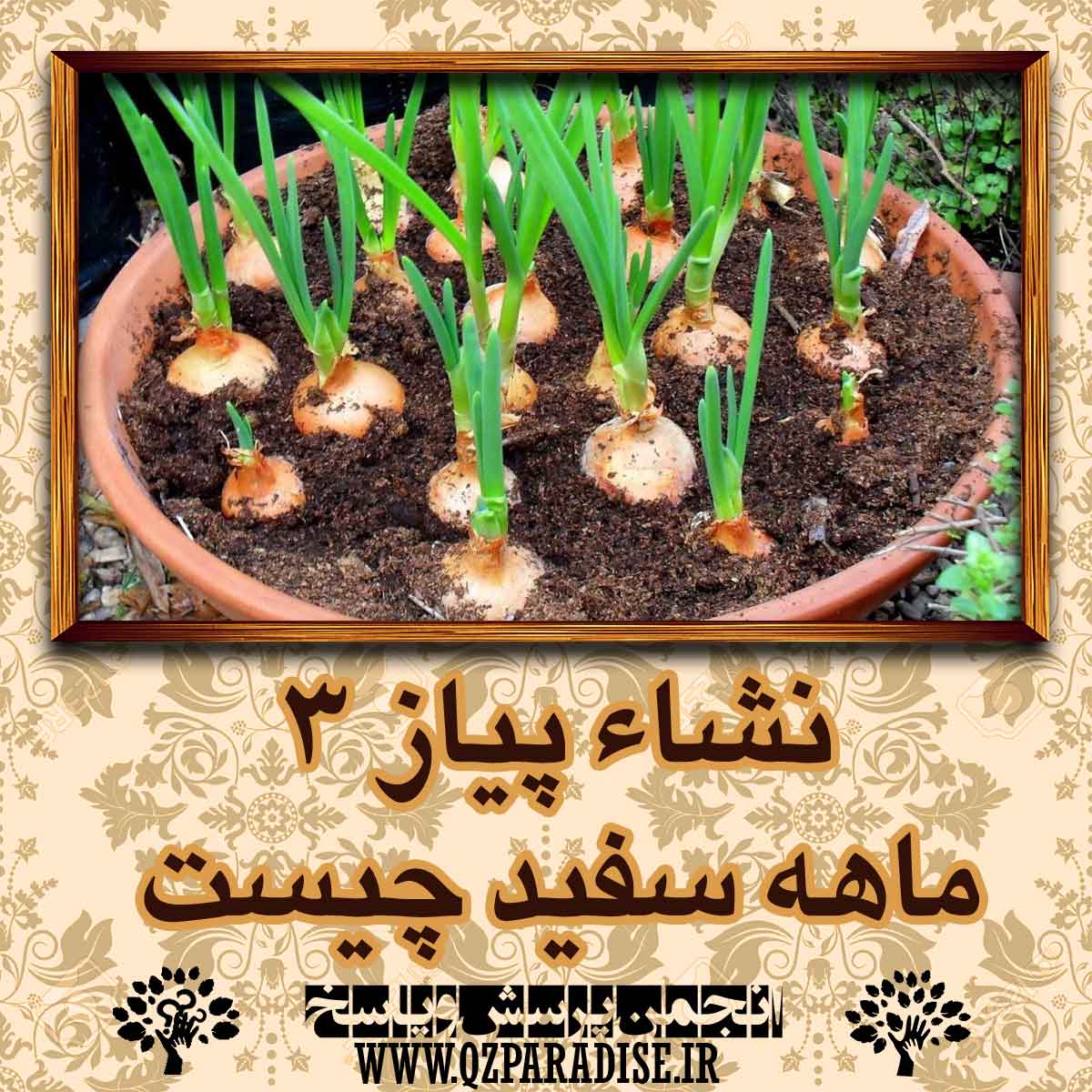 709f1b0bc26de1b26ab410527bf9a01db0a84de2 14 - نشاء پیاز 3 ماهه سفید چیست ؟