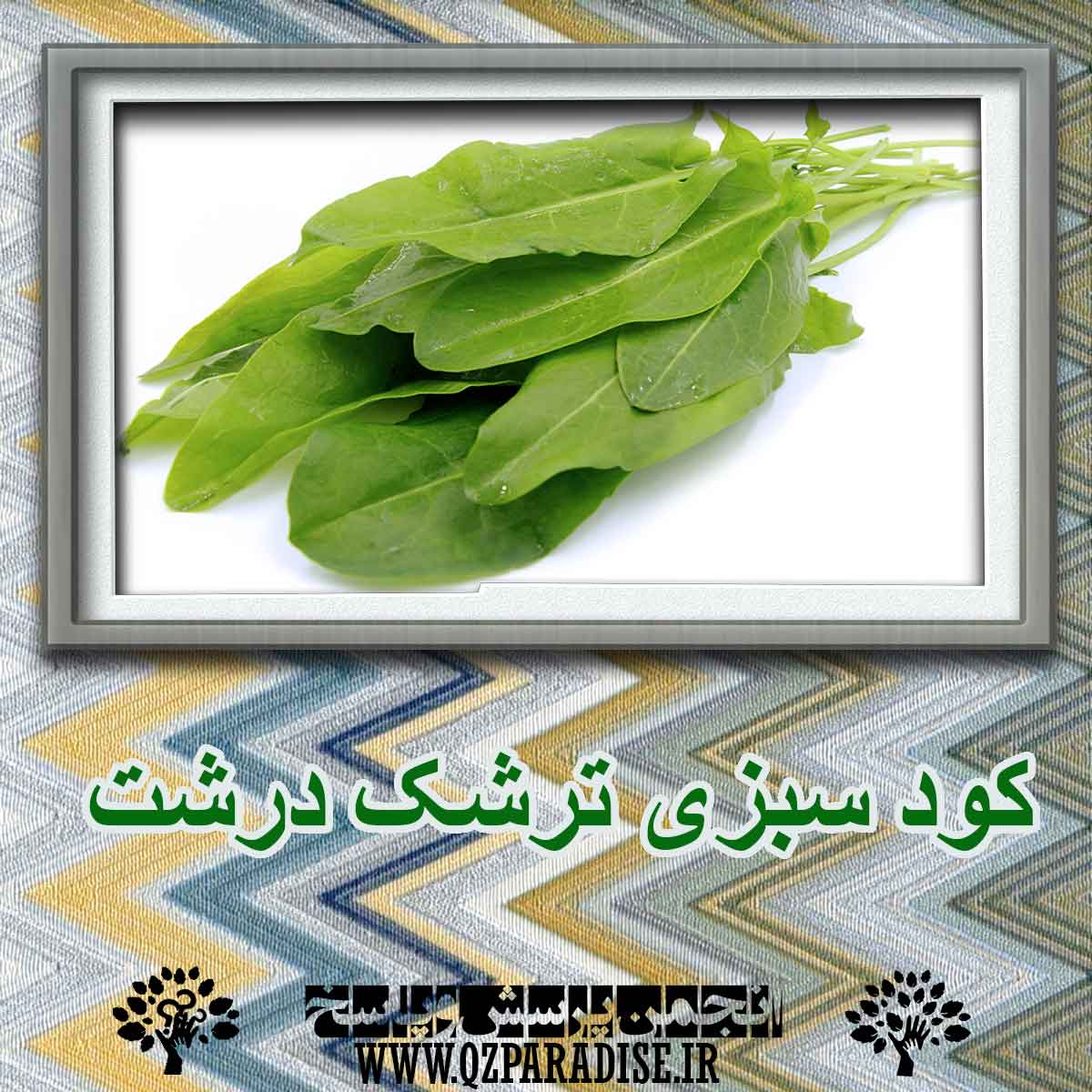 70c3f51a701262acb01b9c7fa47ec4039e3ba15b 227 - کود سبزی ترشک درشت چیست و چگونه تهیه می شود؟