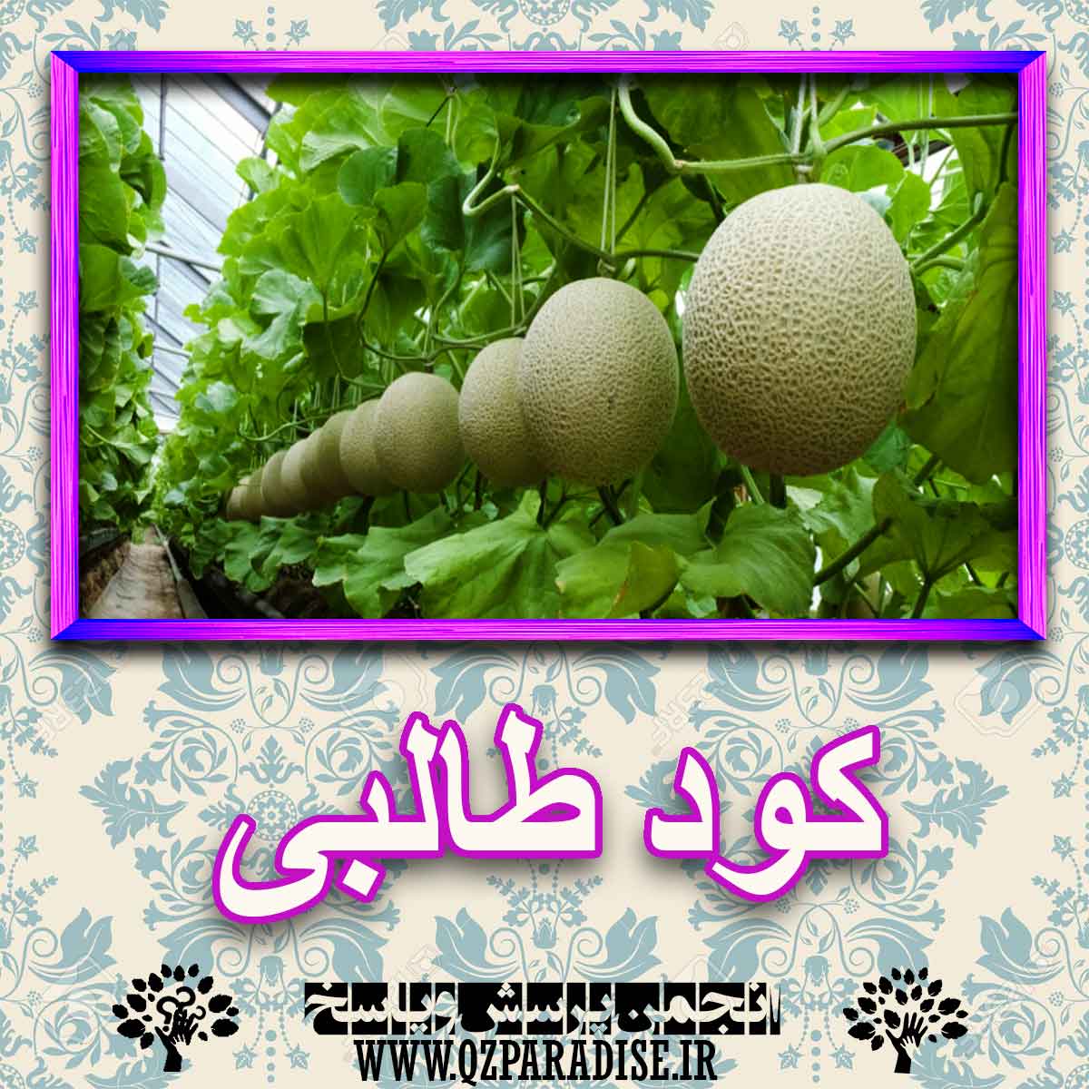 خواص استفاده از کود طالبی را شرح دهید ؟ 71541f8724ef737f01ad09d6c77b278a96c2d092 227 - خواص استفاده از کود طالبی را شرح دهید ؟