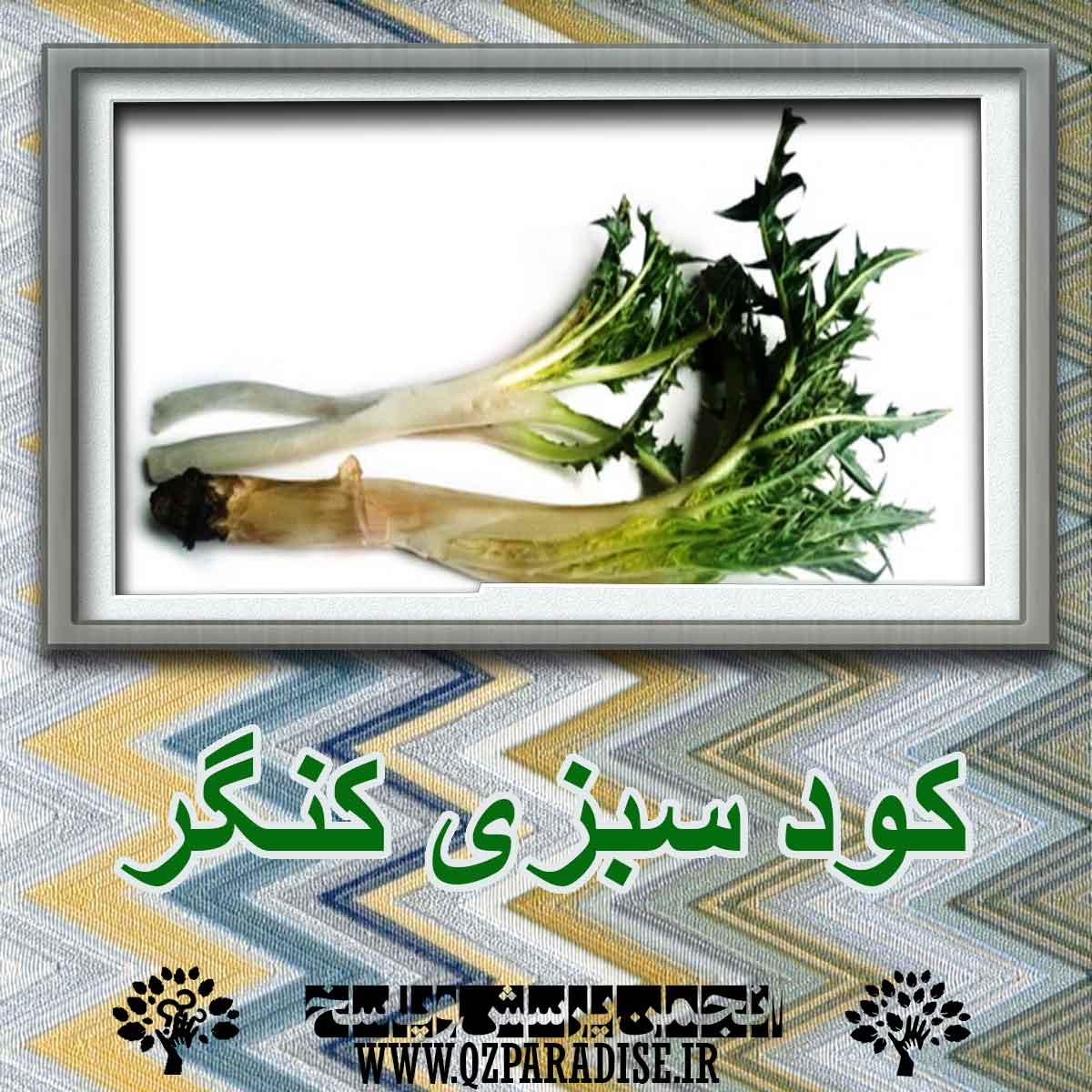 725265b85f5538d86407c3645970c8db970100e5 227 - کود سبزی کنگر؟ چه کاربردی دارد؟