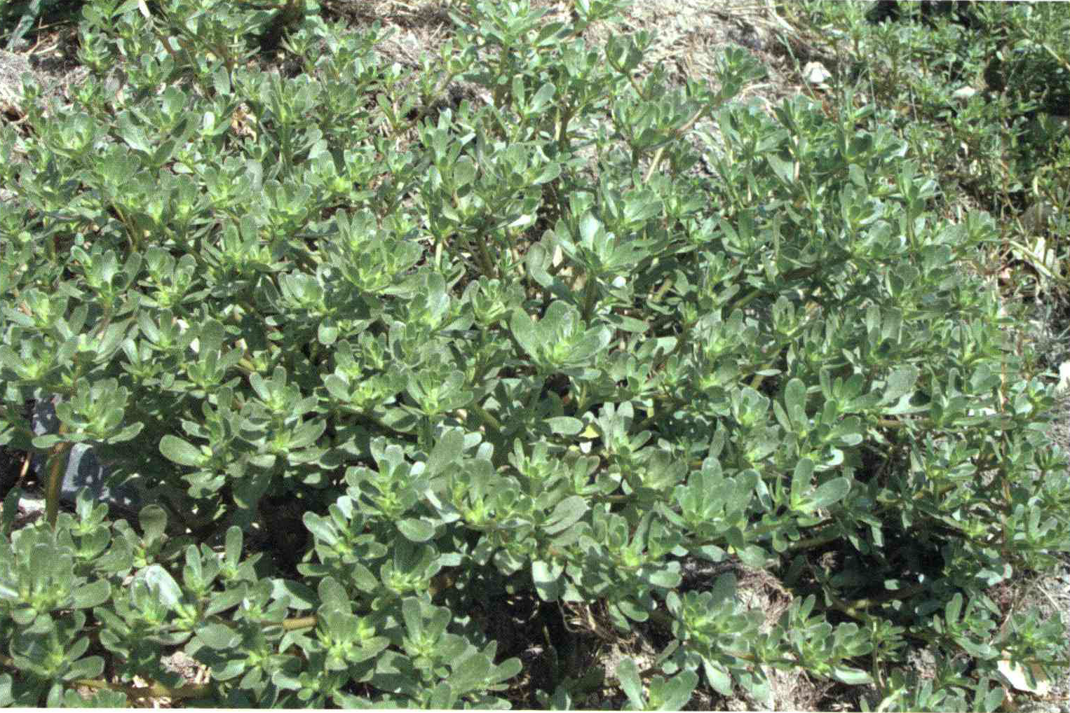 72f2414a5482f55b051b78de97b9b0648835b8f1 14 - کود مناسب گیاه خرفه چیست و چه خاصیتی دارد؟