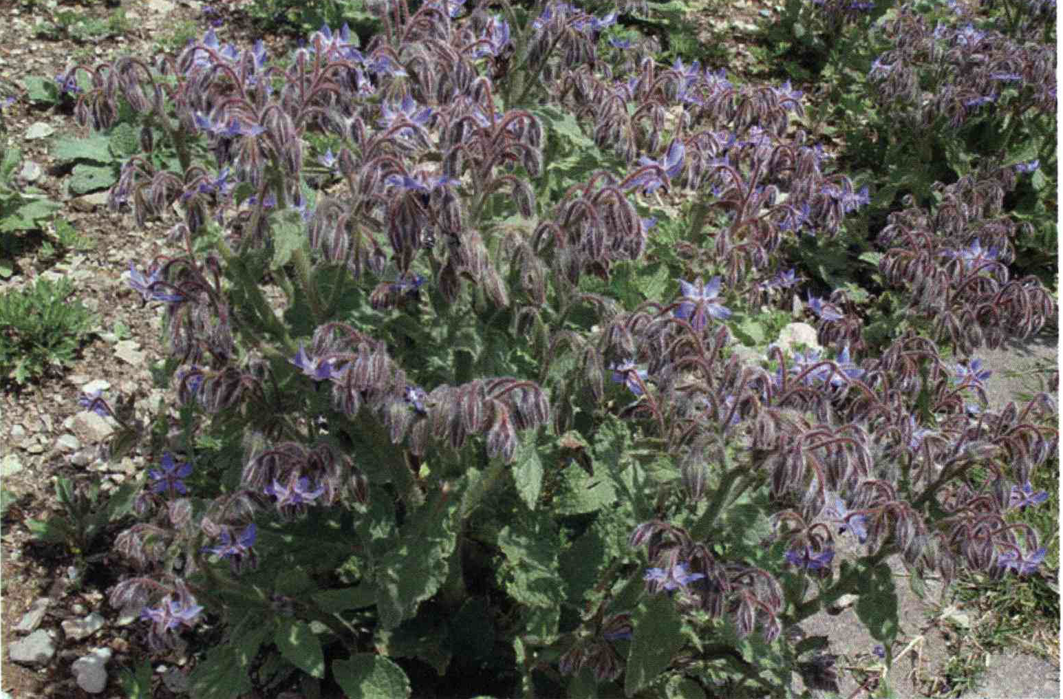 خواص استفاده از گیاه گل گاو زبان اروپایی را شرح دهید ؟ 7356b43817408f5221473f192ff82bff68209d91 14 - خواص استفاده از گیاه گل گاو زبان اروپایی را شرح دهید ؟