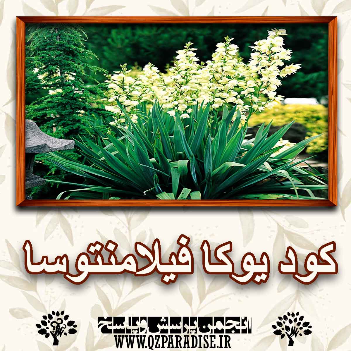 خواص استفاده از کود گیاه یوکا فیلامنتوسا را شرح دهید ؟ 73db0bfb12d1d2cfa825f96fcf1a62c9bf1afe14 227 - خواص استفاده از کود گیاه یوکا فیلامنتوسا را شرح دهید ؟