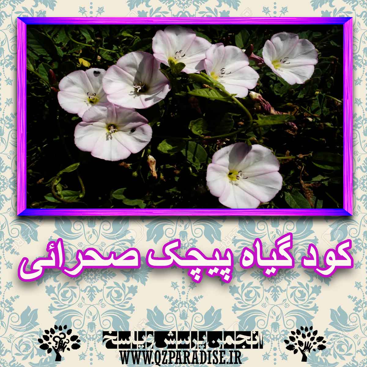 74e605eb31e5e87eee618e29a18f9db44f2a896b 227 - خواص استفاده از کود گیاه پیچک صحرایی را شرح دهید ؟