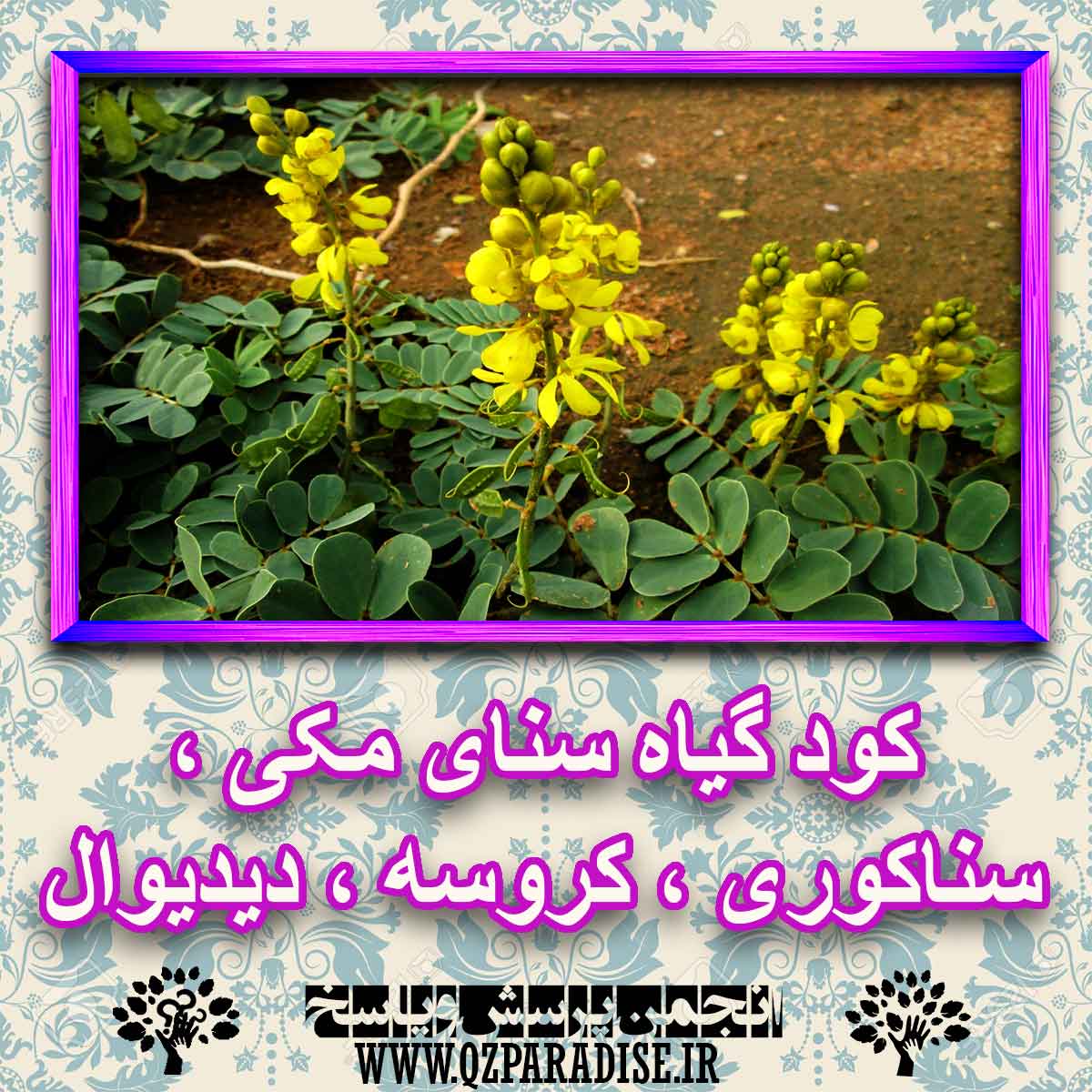 خواص استفاده از کود گیاه سنای مکی ، سناکوری ، کروسه ، دیدیوال شرح دهید ؟ 7507c7feacfd06c428f8c14729d93ac52fc69a4f 227 - خواص استفاده از کود گیاه سنای مکی ، سناکوری ، کروسه ، دیدیوال شرح دهید ؟