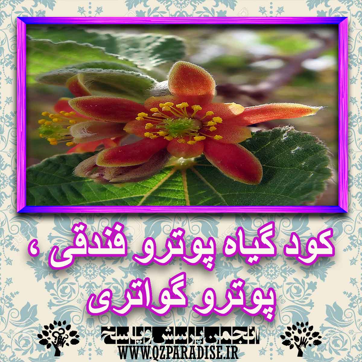 کود مناسب گیاه پوترو فندقی ، پوترو گواتری چیست و چه خاصیتی دارد؟ 750dc4506e5520b187a228da47a7dfc3153bcff3 227 - کود مناسب گیاه پوترو فندقی ، پوترو گواتری چیست و چه خاصیتی دارد؟