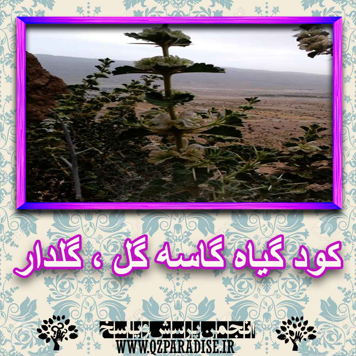 خواص استفاده از گیاه-گاسه-گل-گلدار را شرح دهید ؟ 753101d9c730dd7f86b5afa5d185814b1013a644 227 - خواص استفاده از گیاه-گاسه-گل-گلدار را شرح دهید ؟