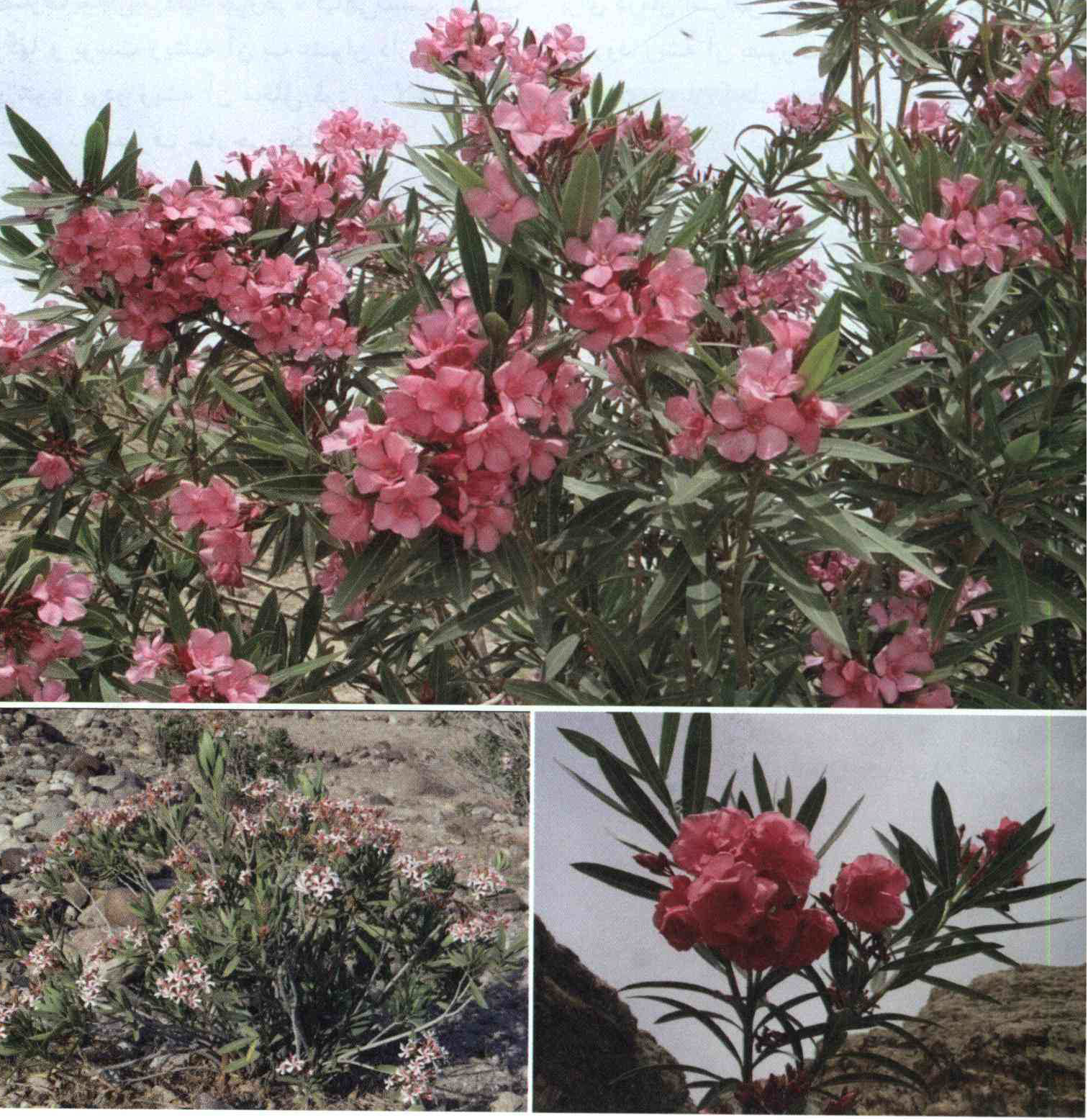 خواص استفاده از کود گیاه کیش ، خرزهره شرح دهید ؟ 756010ed724f19d4a0460b23e1ea0351eecc15a6 14 - خواص استفاده از کود گیاه کیش ، خرزهره شرح دهید ؟