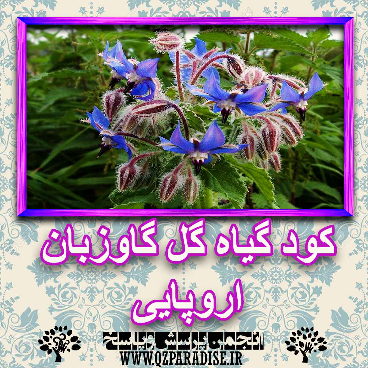 خواص استفاده از گیاه گل گاو زبان اروپایی را شرح دهید ؟ 756280951011a29441d3c974f1870edd291835dc 227 - خواص استفاده از گیاه گل گاو زبان اروپایی را شرح دهید ؟