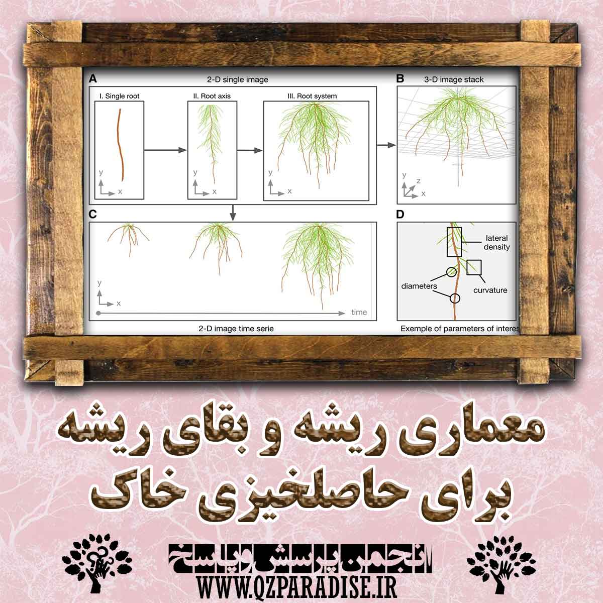 معماری ریشه و بقای ریشه برای حاصلخیزی  خاک را شرح دهید؟ 76860c262e6c4cc4b5f4db237fb537161d9a98f4 147 - معماری ریشه و بقای ریشه برای حاصلخیزی  خاک را شرح دهید؟