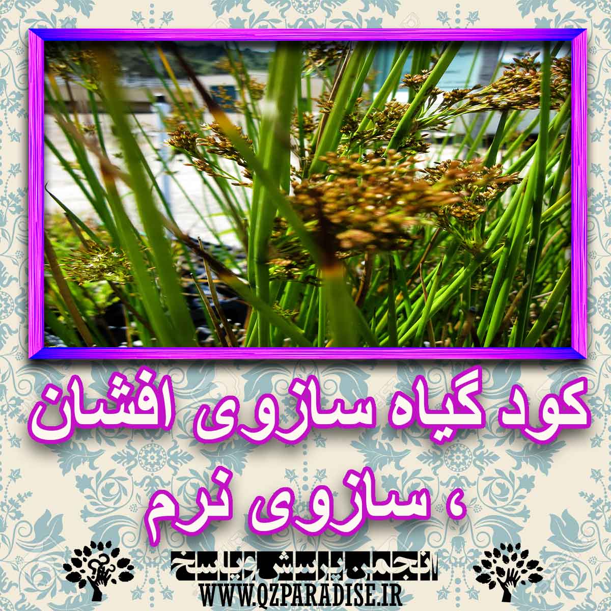 خواص استفاده از گیاه-سازوی-افشان-سازوی-نرم را شرح دهید ؟ 77075ea44ae46499d5985d134c0afef7aa15f099 227 - خواص استفاده از گیاه-سازوی-افشان-سازوی-نرم را شرح دهید ؟